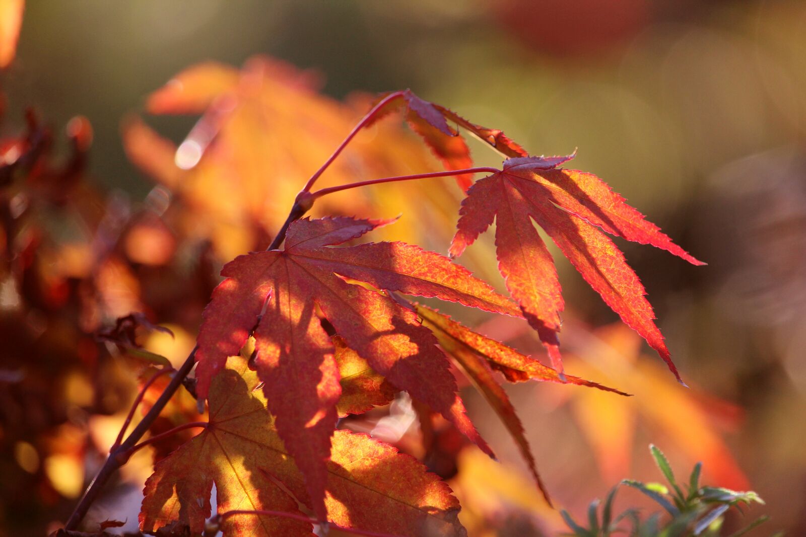 Canon EOS 1200D (EOS Rebel T5 / EOS Kiss X70 / EOS Hi) sample photo. Japanese maple, autumn, leaf photography