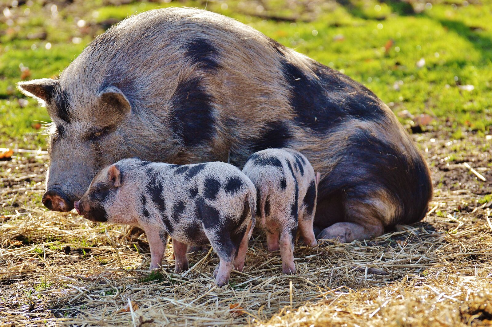 Nikon D3200 sample photo. Piglet, wildpark poing, mama photography