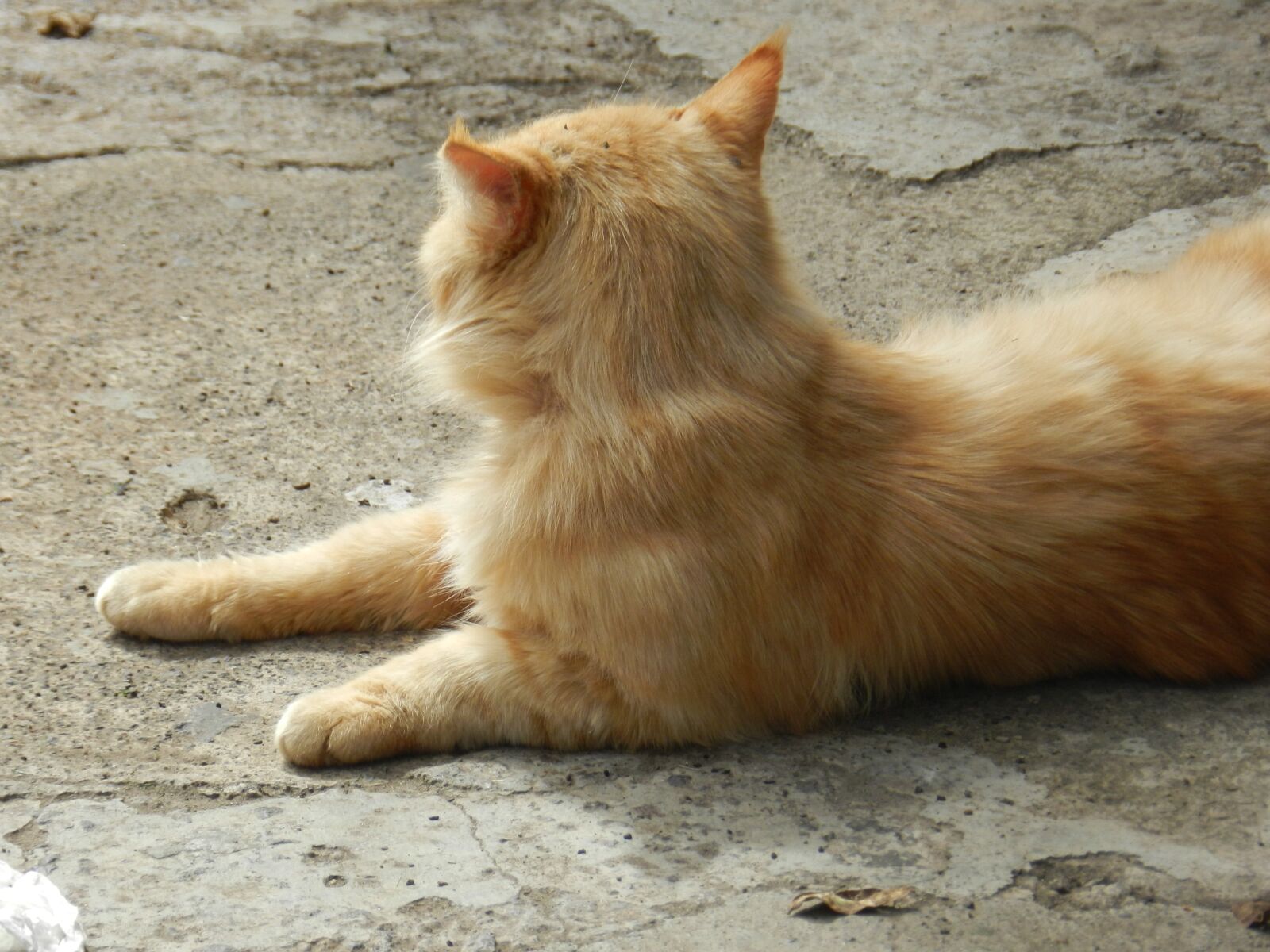Nikon Coolpix P500 sample photo. Kitten, animals, pets photography