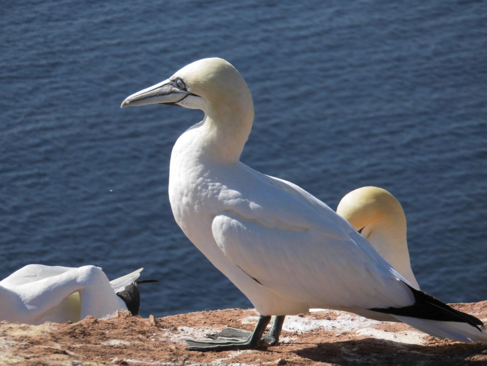 MEDION MD86929 sample photo. Waters, bird, sea photography