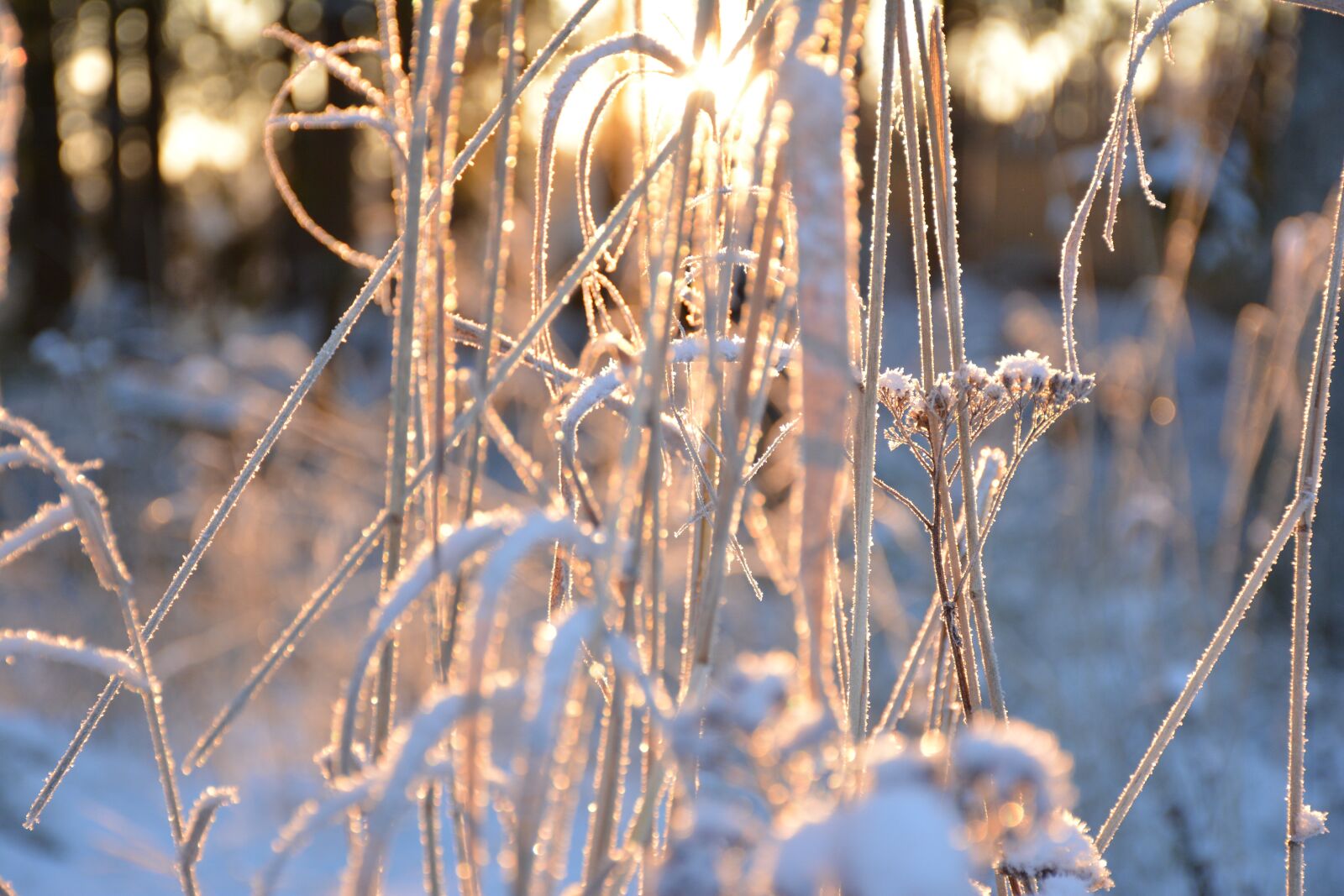 Nikon D5200 sample photo. The sun through the photography