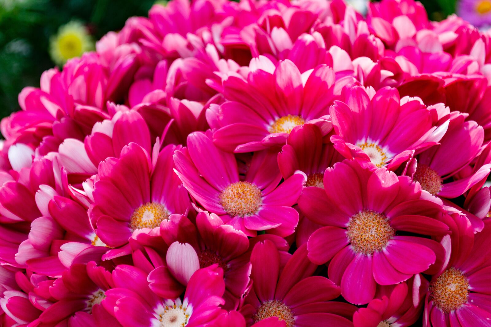 Nikon D3100 sample photo. Flowers, natural, pink photography