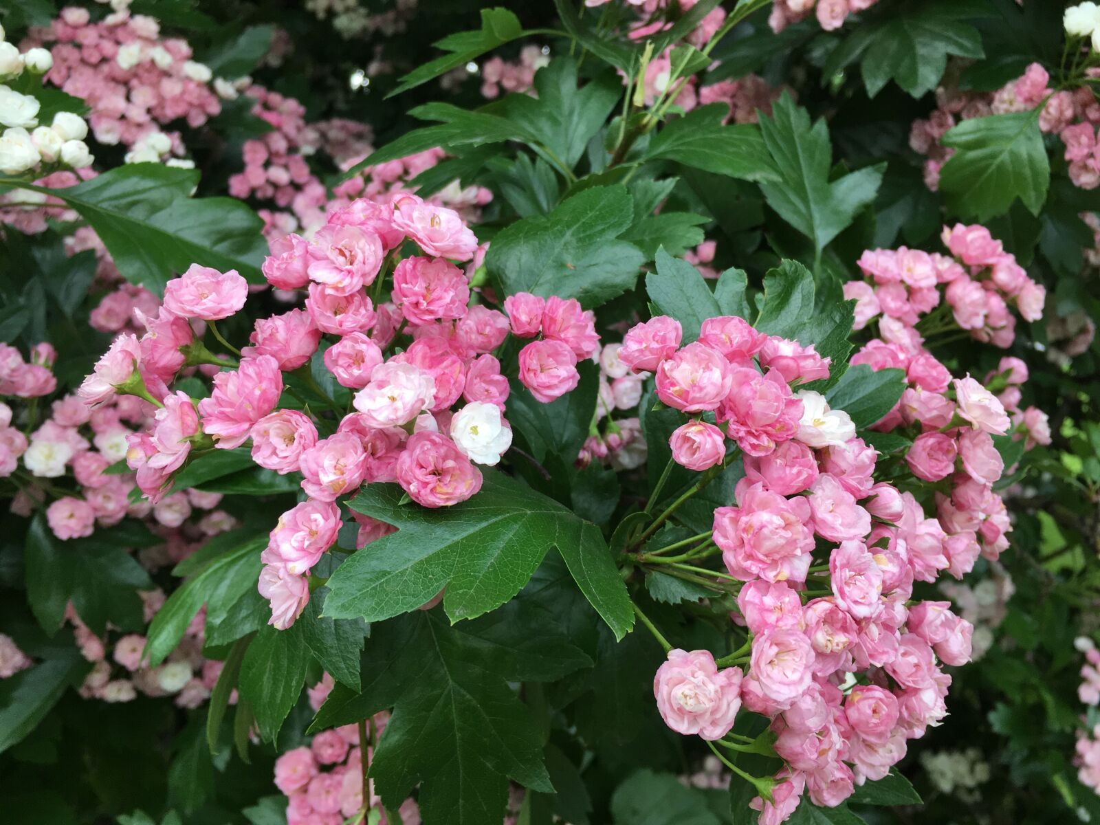 iPhone SE back camera 4.15mm f/2.2 sample photo. Flowers, pink flowers, beautiful photography