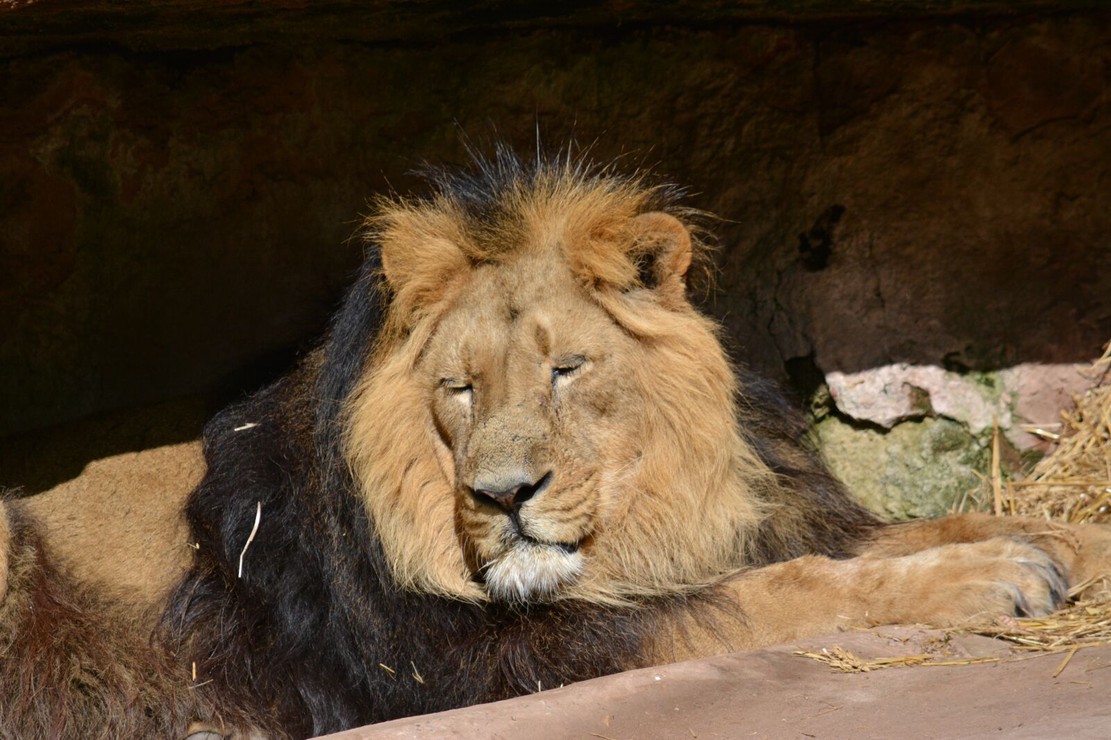 Nikon D5200 sample photo. Mammal, animal world, cat photography