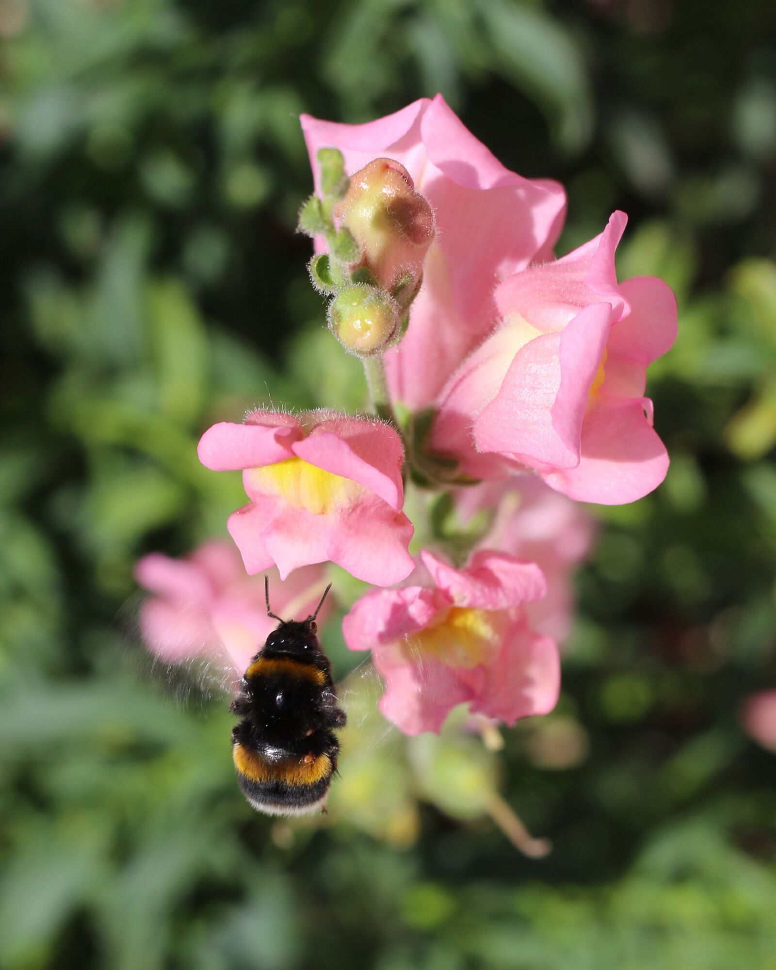 Canon EOS 700D (EOS Rebel T5i / EOS Kiss X7i) sample photo. Insect, bumblebee, nature photography