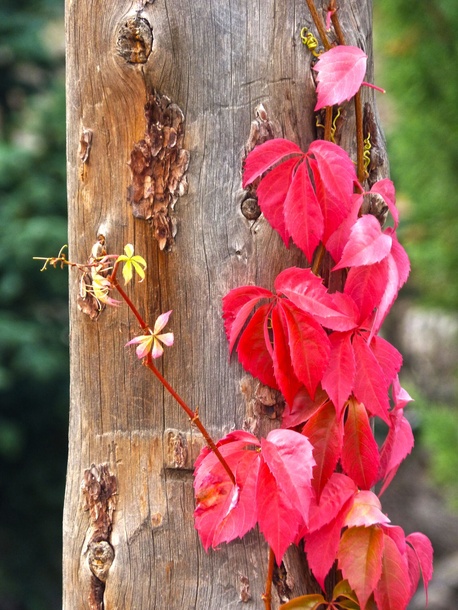 Panasonic DMC-FZ62 sample photo. Post, vine, climber photography
