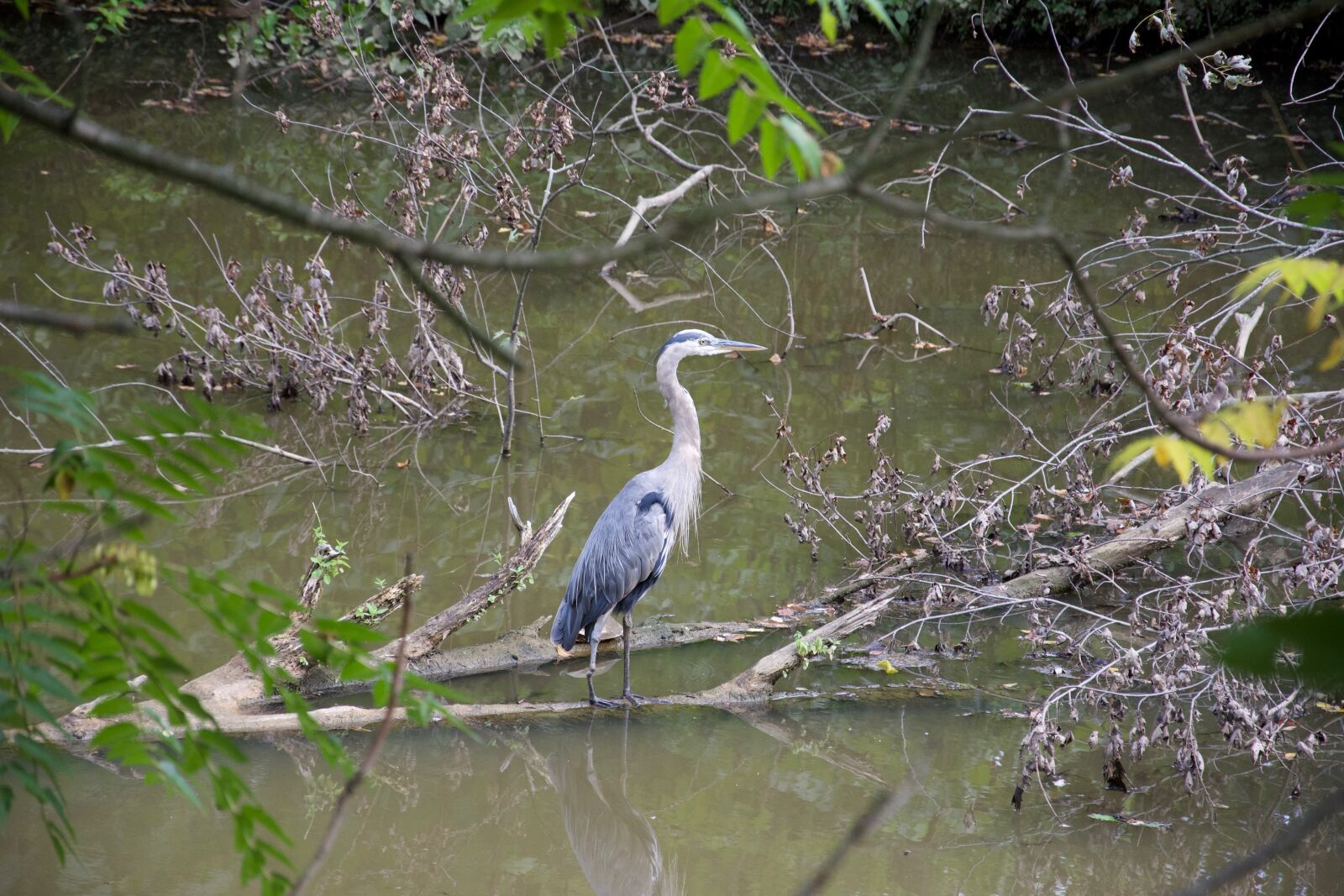 Nikon D7100 sample photo. Nature, bird, water photography