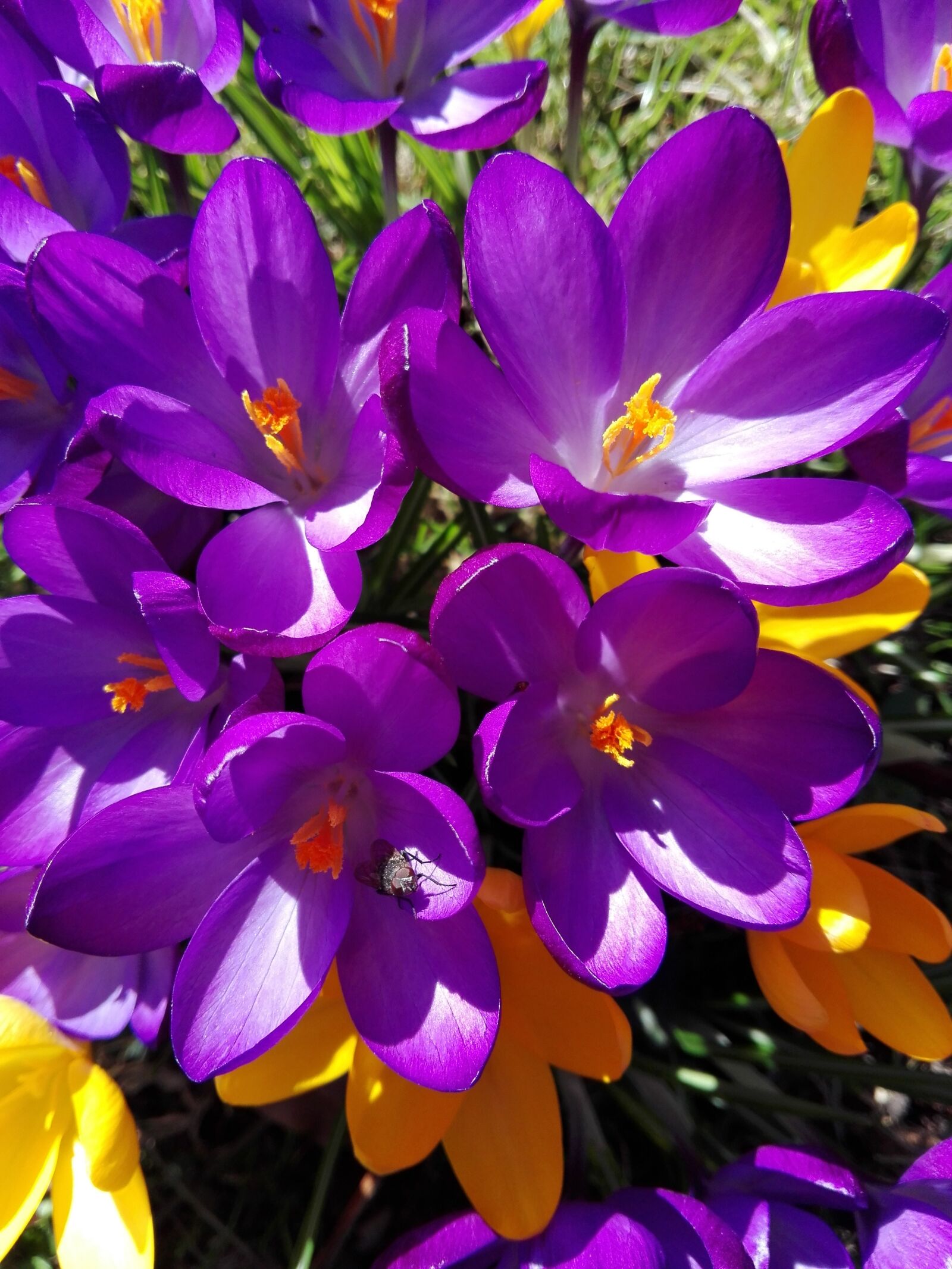 HUAWEI P8 Lite sample photo. Flowers, garden, vegetable garden photography