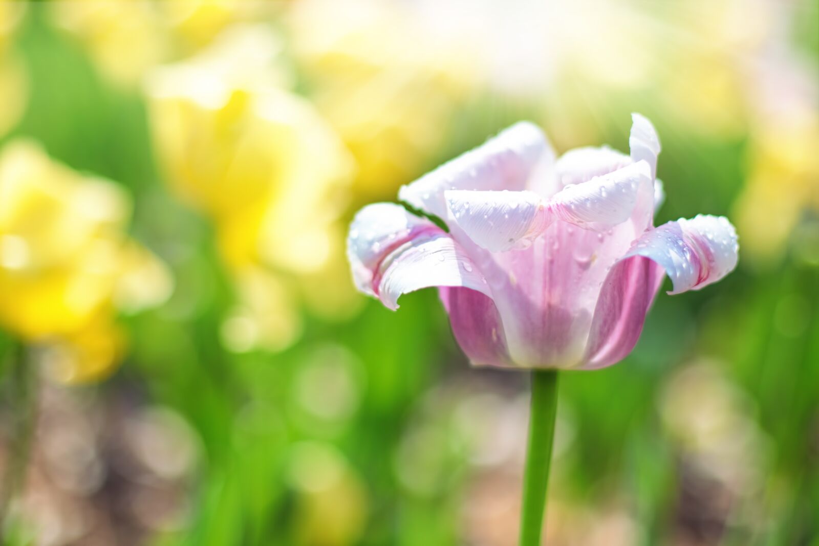 Canon EOS 5D Mark III sample photo. Tulips, pink, garden photography