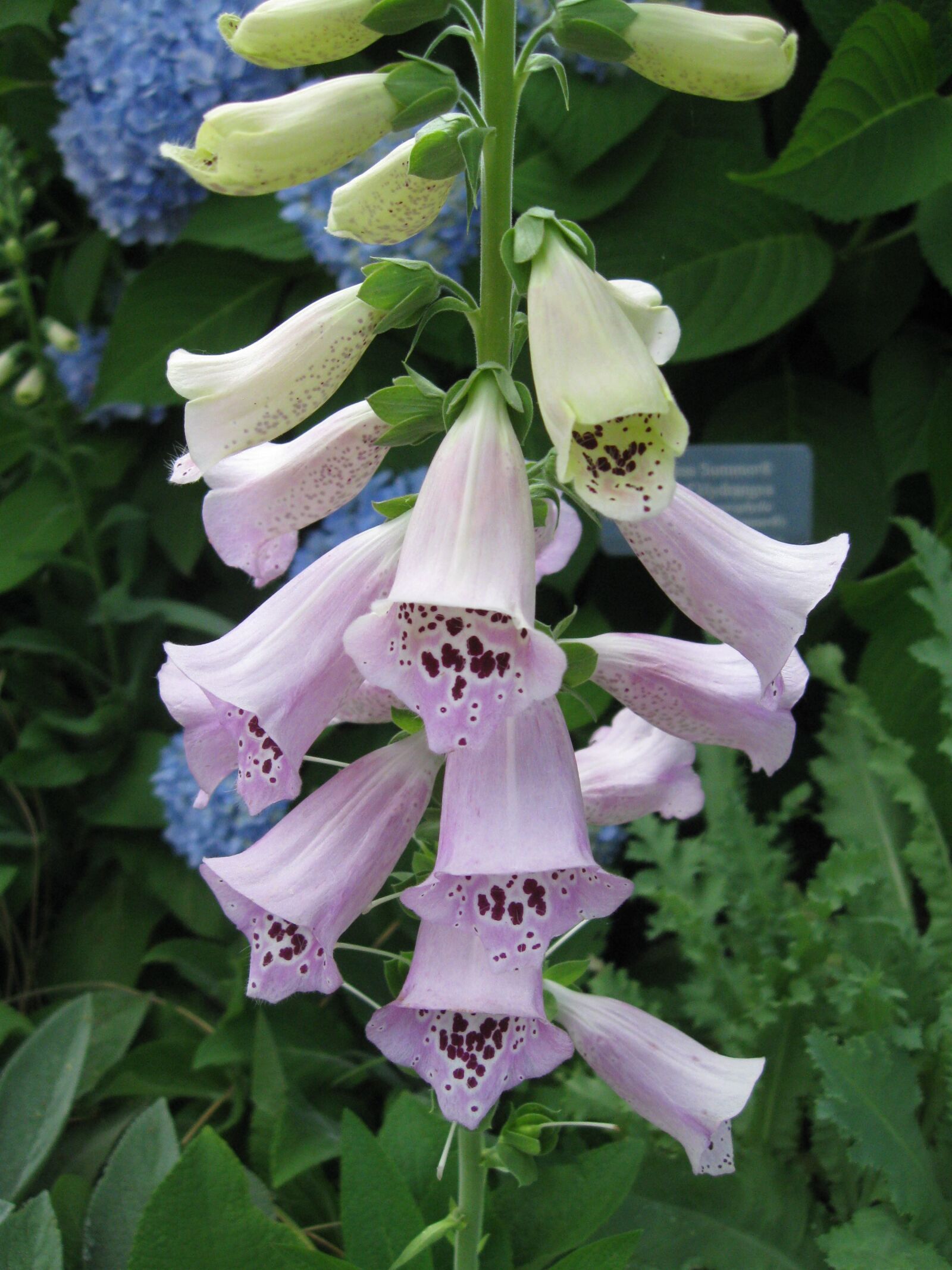 Canon PowerShot A590 IS sample photo. Foxglove, digitalis, kansas city photography