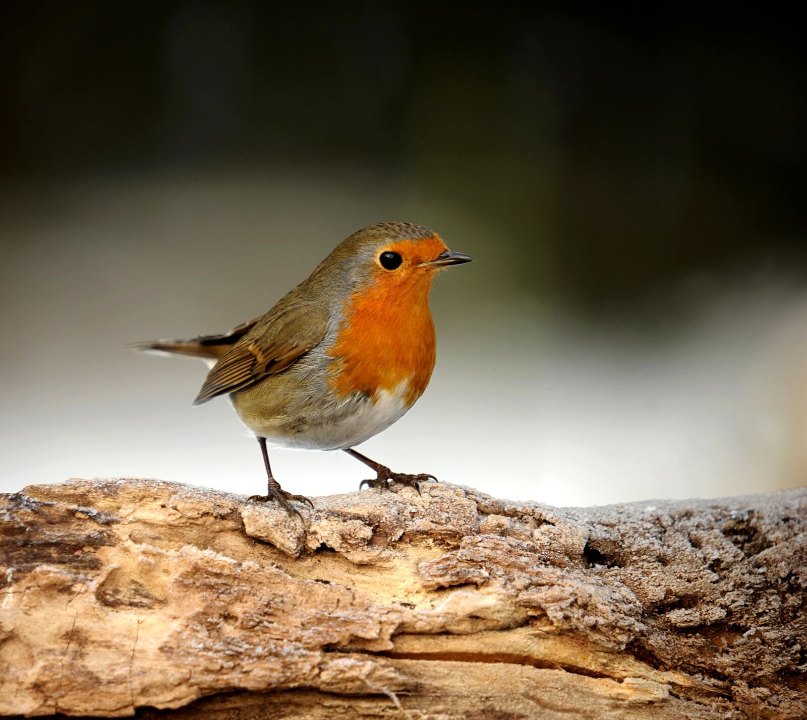 Nikon D3S sample photo. Animal world, bird, nature photography