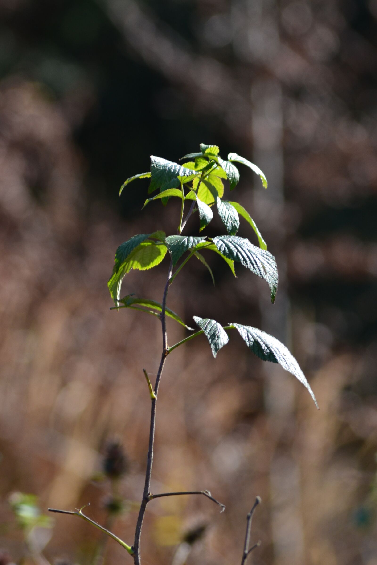 Nikon D3100 sample photo. Plant, green, black forest photography
