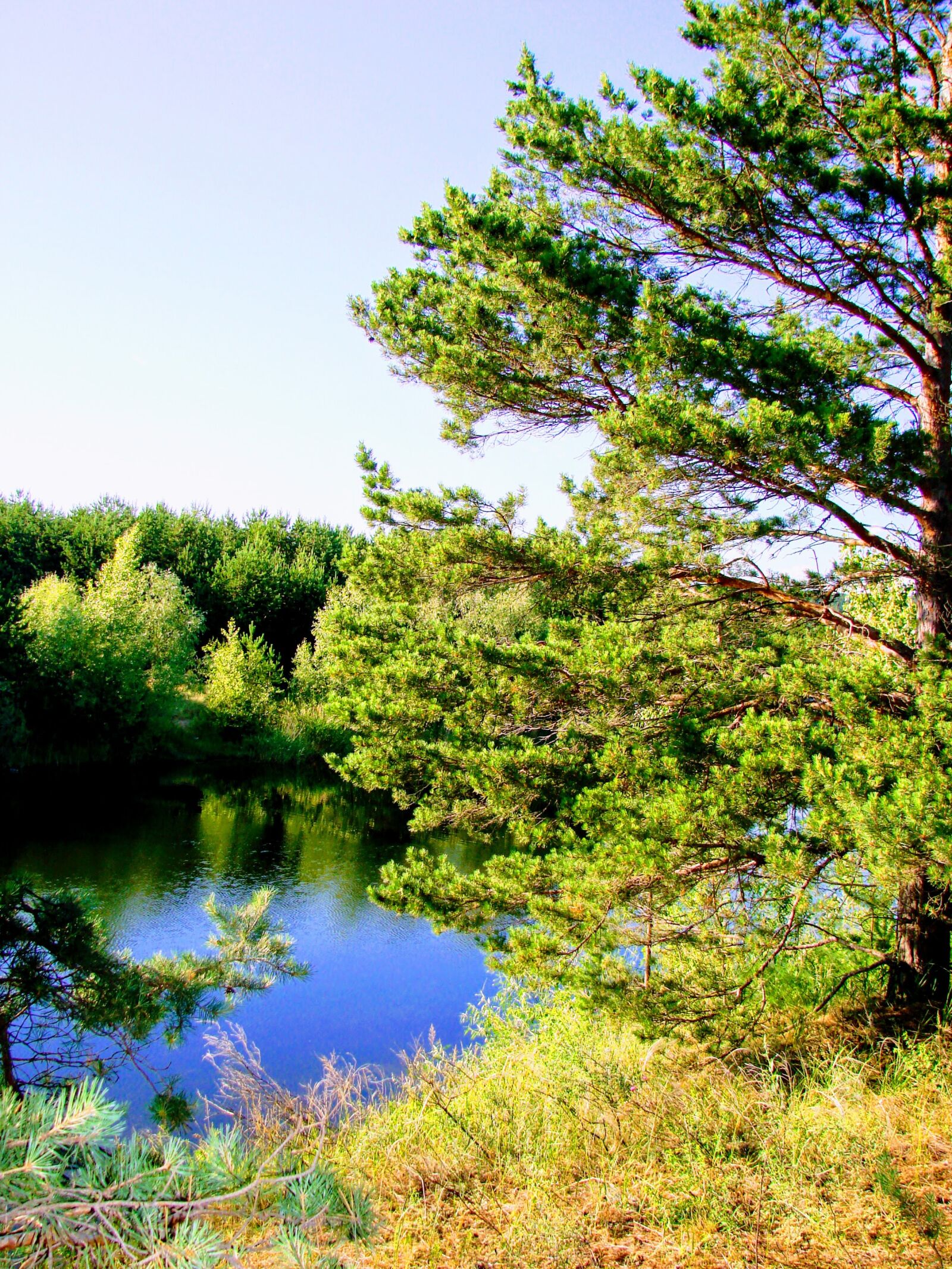 Sony DSC-H5 sample photo. Forest, landscape, lake photography