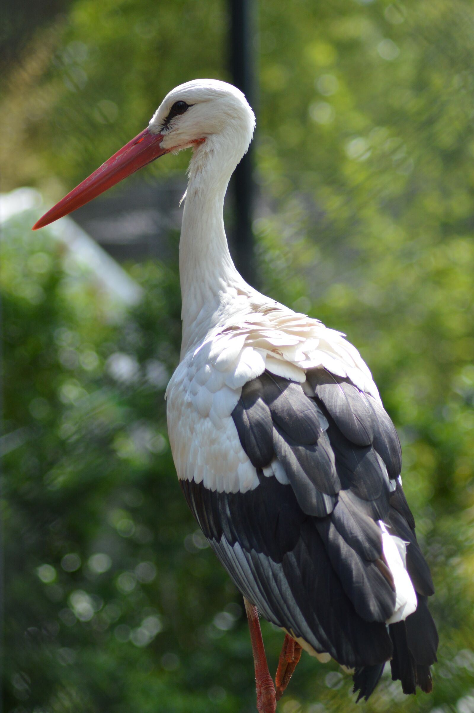 Nikon D3200 sample photo. Stork, bird, beak photography