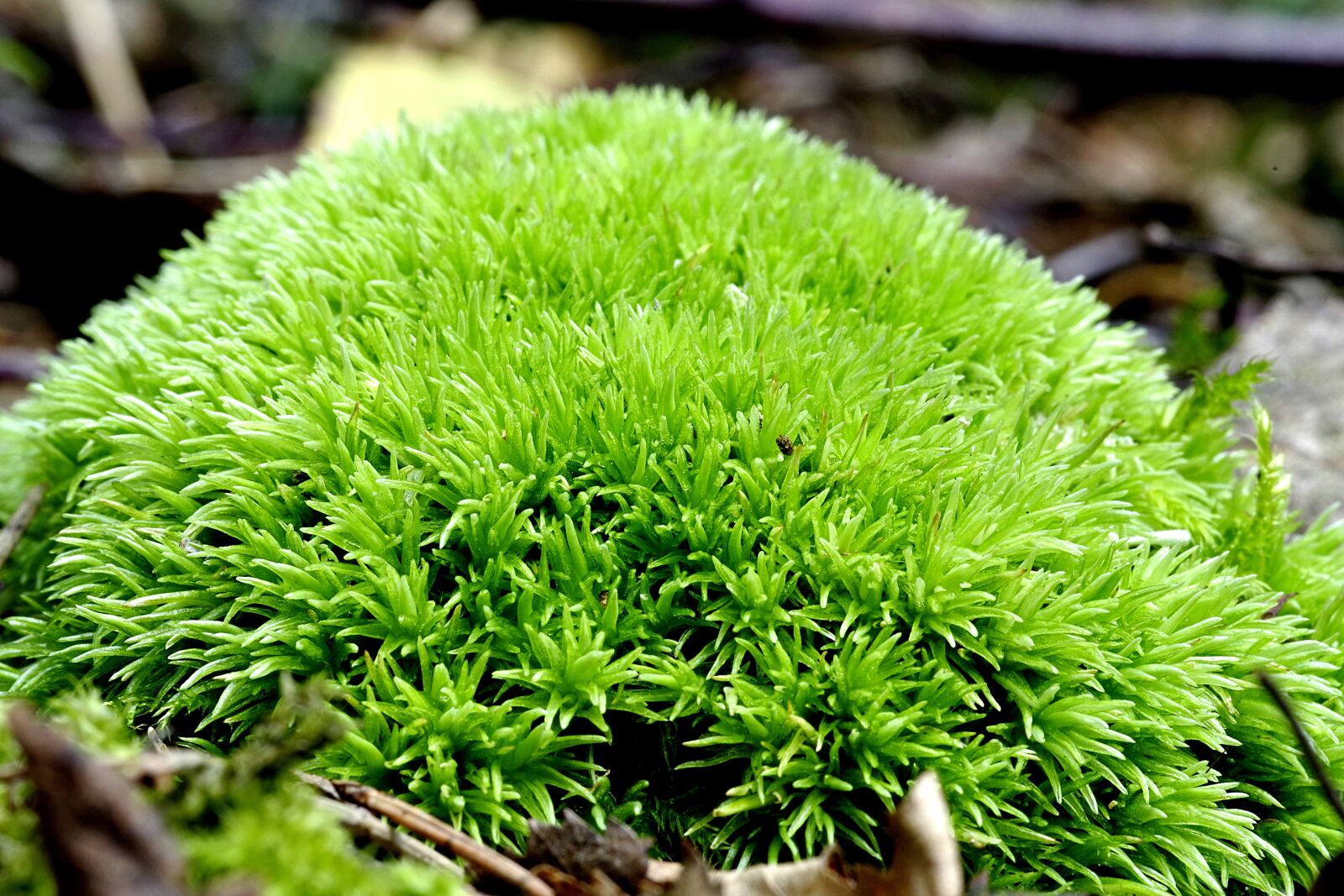 Pentax K-S2 sample photo. Moss, green, pillow photography