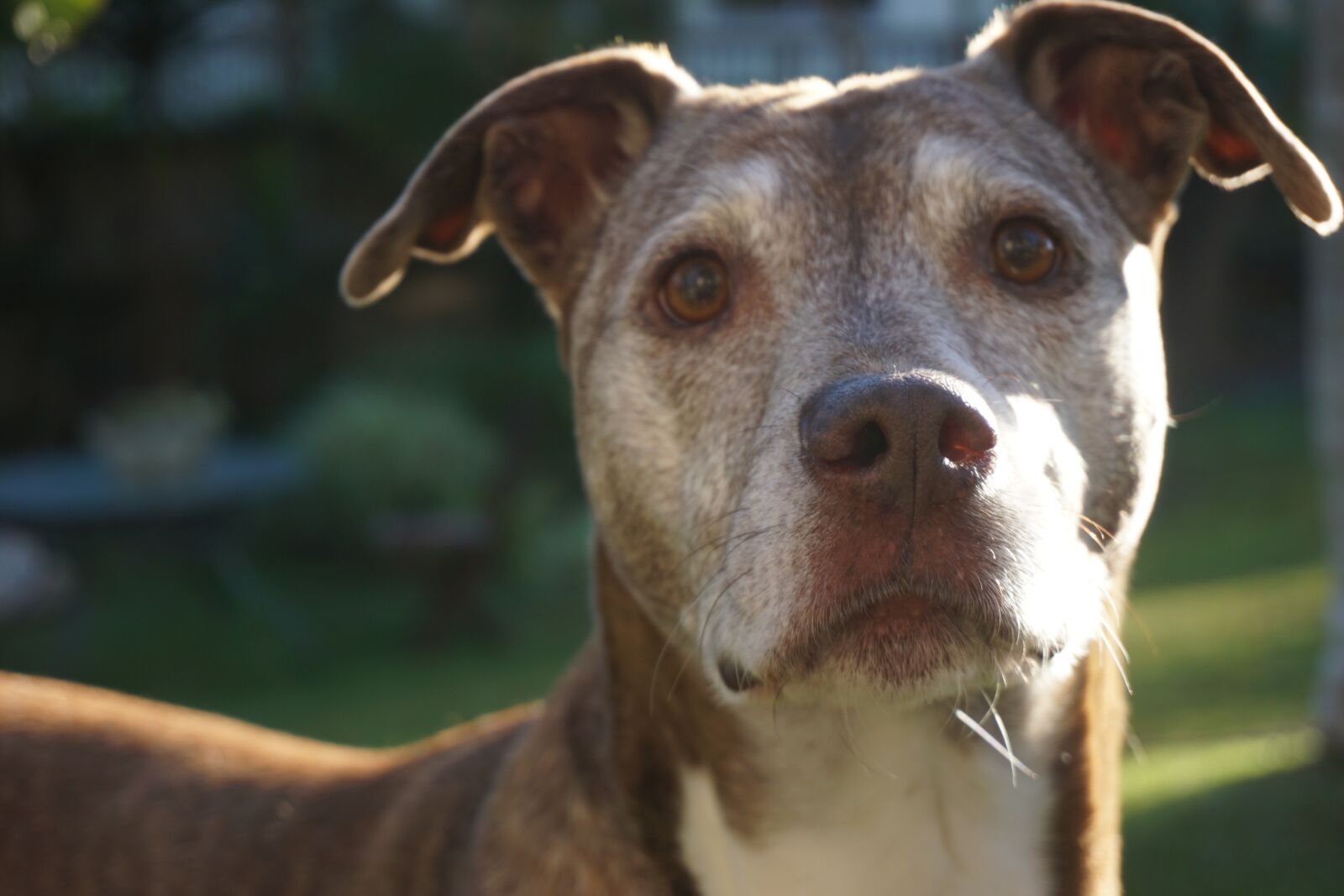 Sony a6000 sample photo. Pit bull, senior dog photography