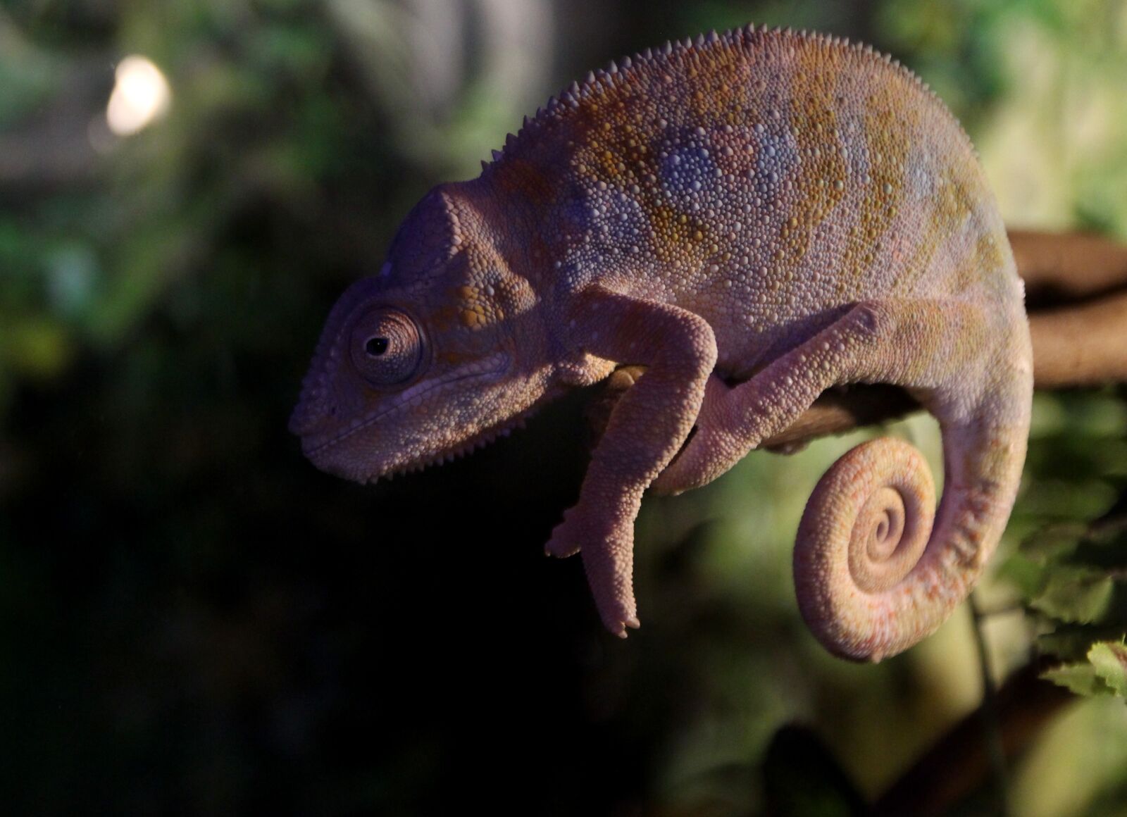 Canon EOS 700D (EOS Rebel T5i / EOS Kiss X7i) sample photo. Chameleon, reptile, casey photography