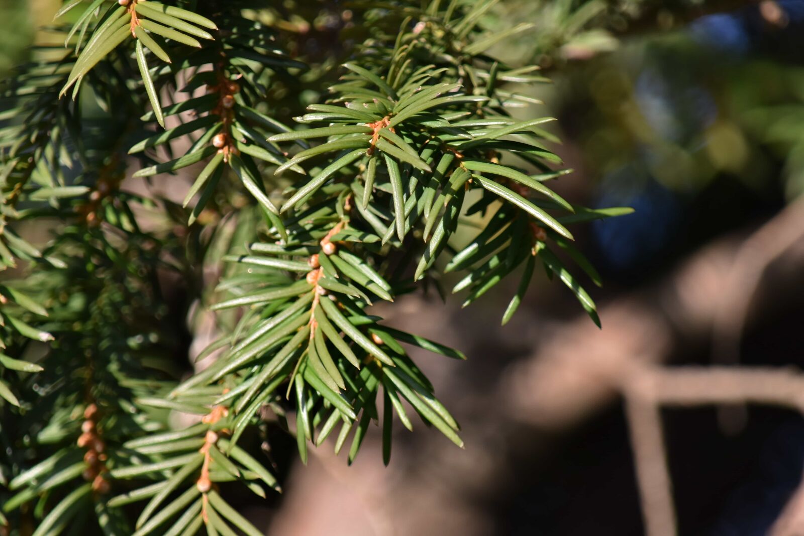 Nikon D5500 sample photo. Branches, conifers, tree, nature photography