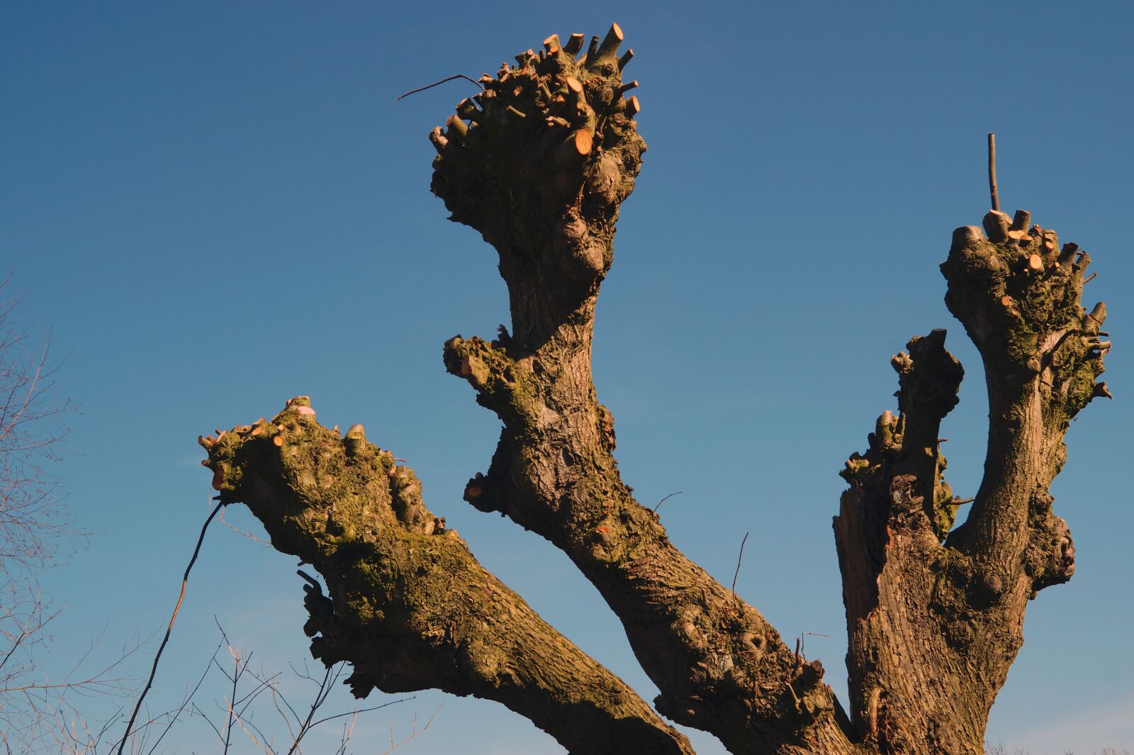 Sony SLT-A58 sample photo. Sycamore, tree, aesthetic photography