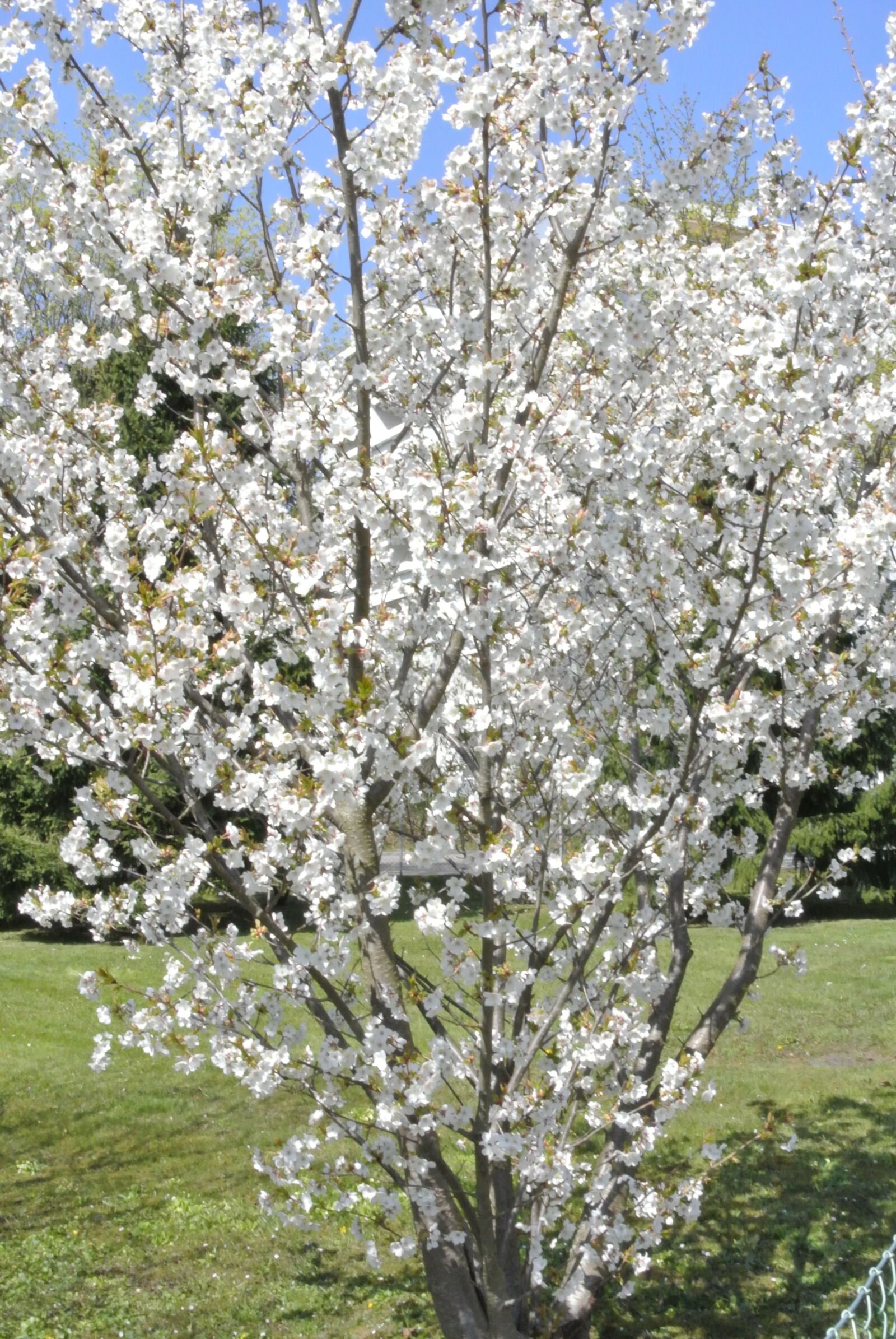 Nikon 1 J2 sample photo. Tree, spring, flowers photography