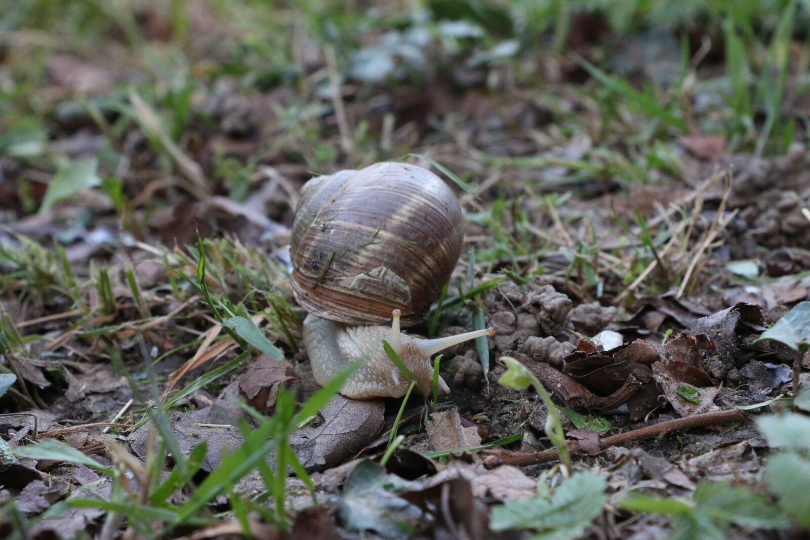 Canon EOS 70D sample photo. Macro, prato, grass photography