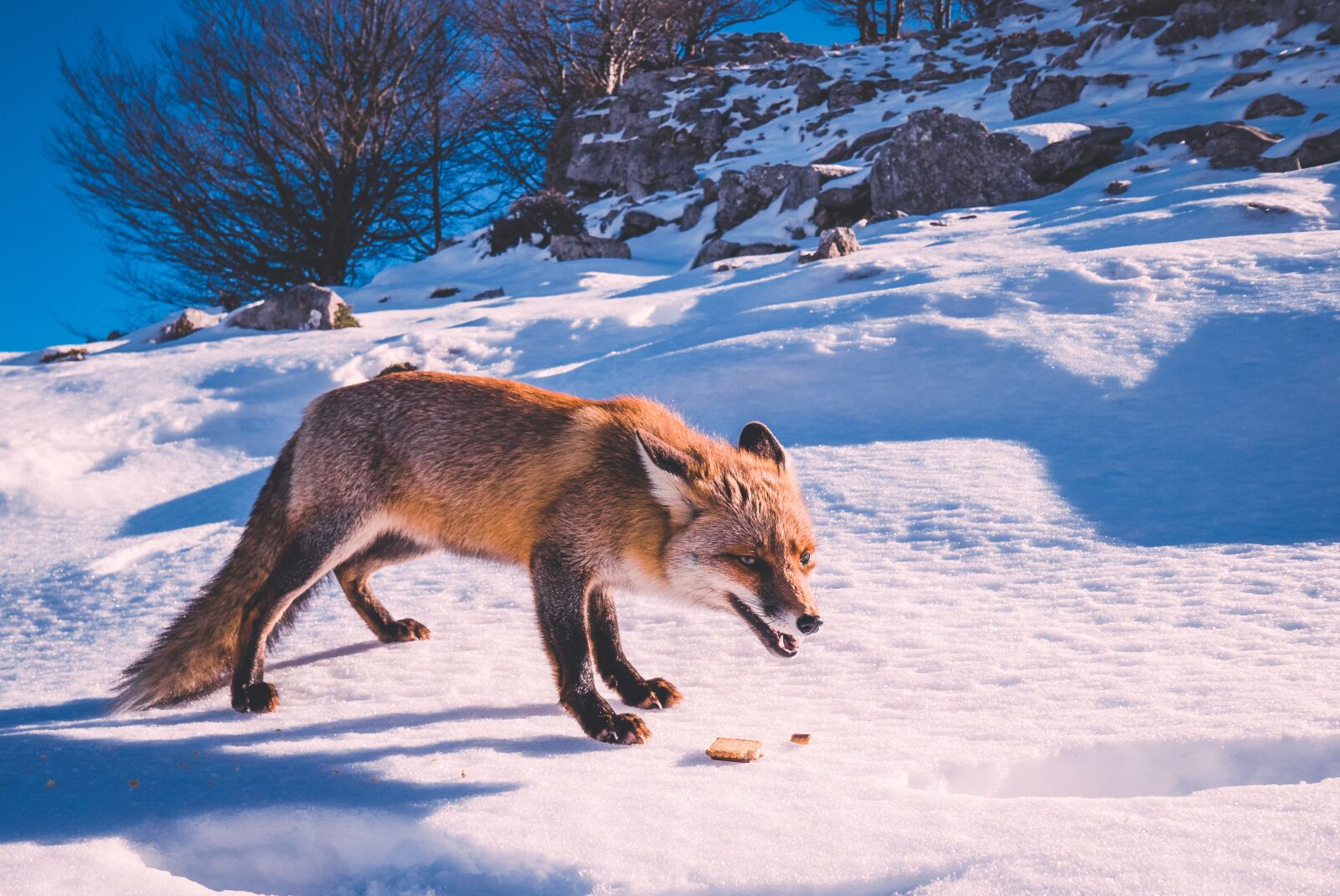 Panasonic Lumix DMC-LX100 sample photo. Fox, animal, winter photography