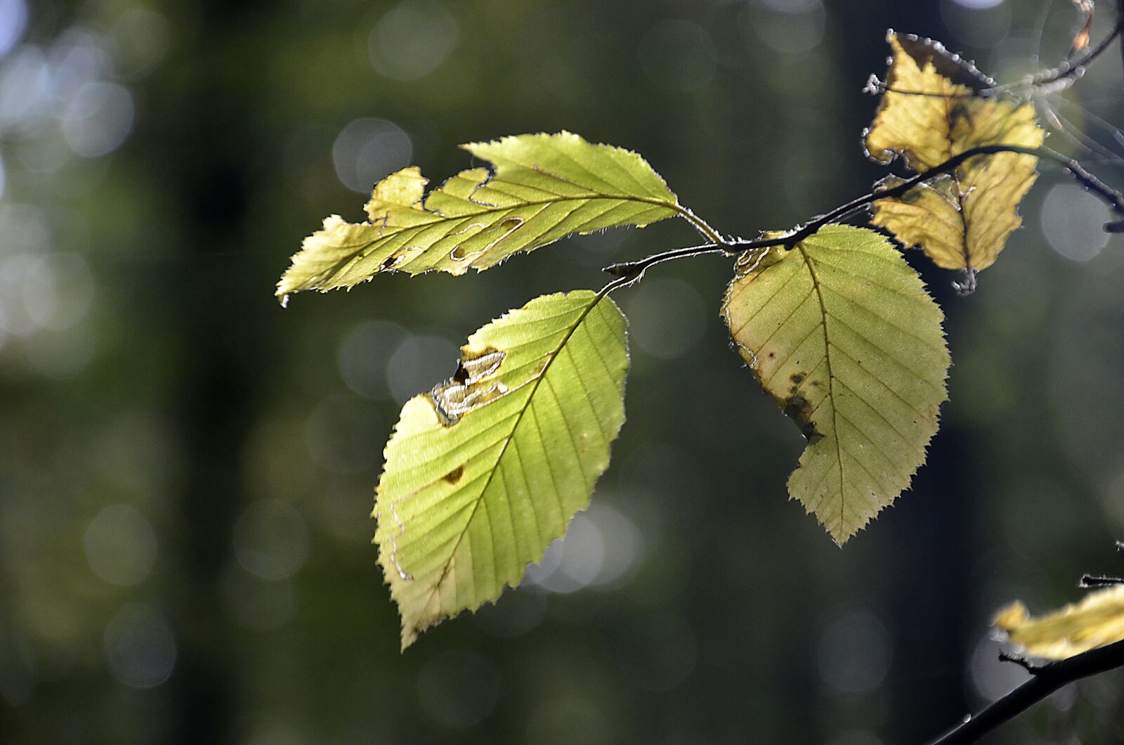 Nikon D5100 sample photo. Leaf, light, autumn photography
