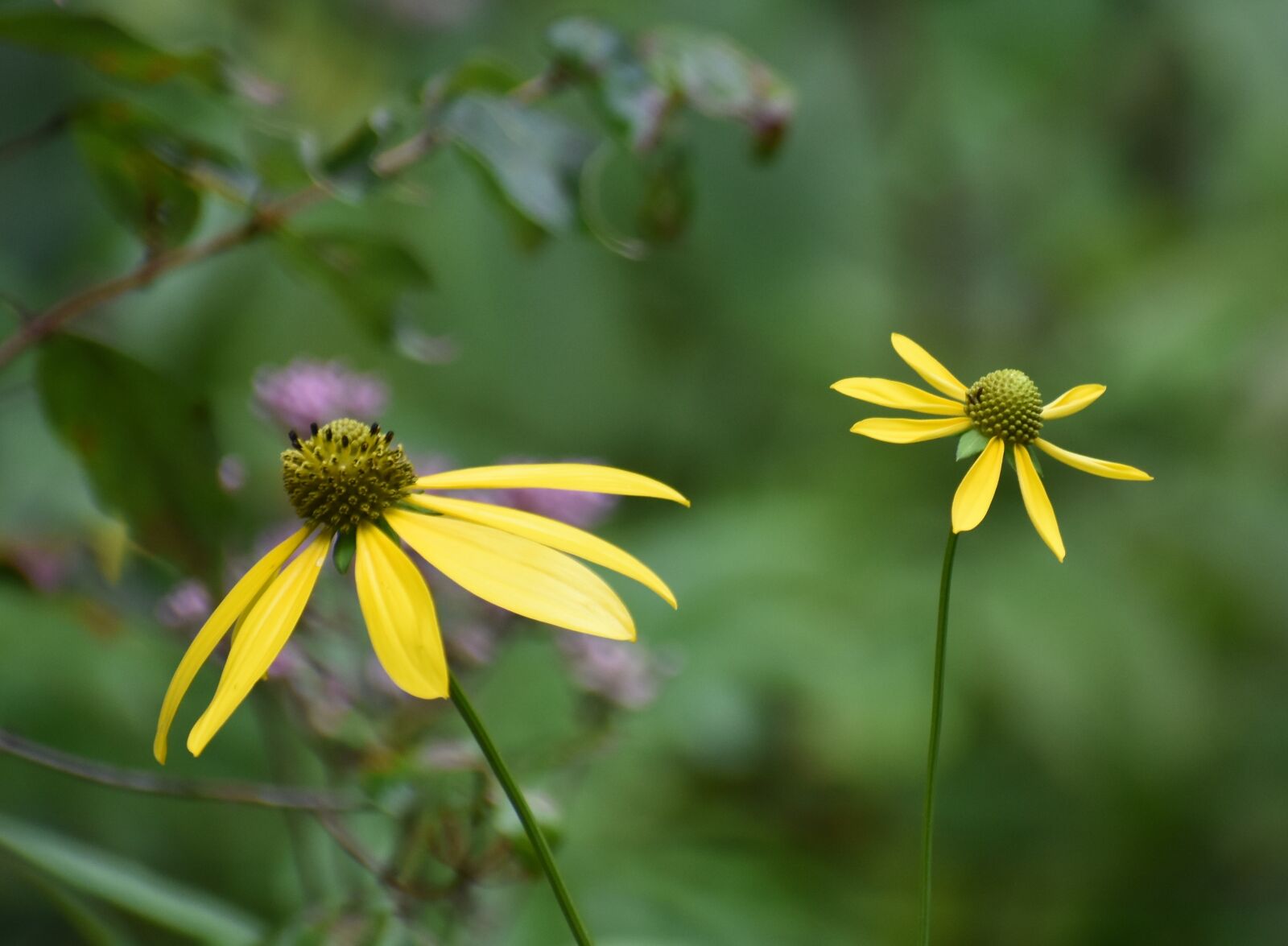 Nikon D5500 sample photo. Wildflowers, flower, nature photography