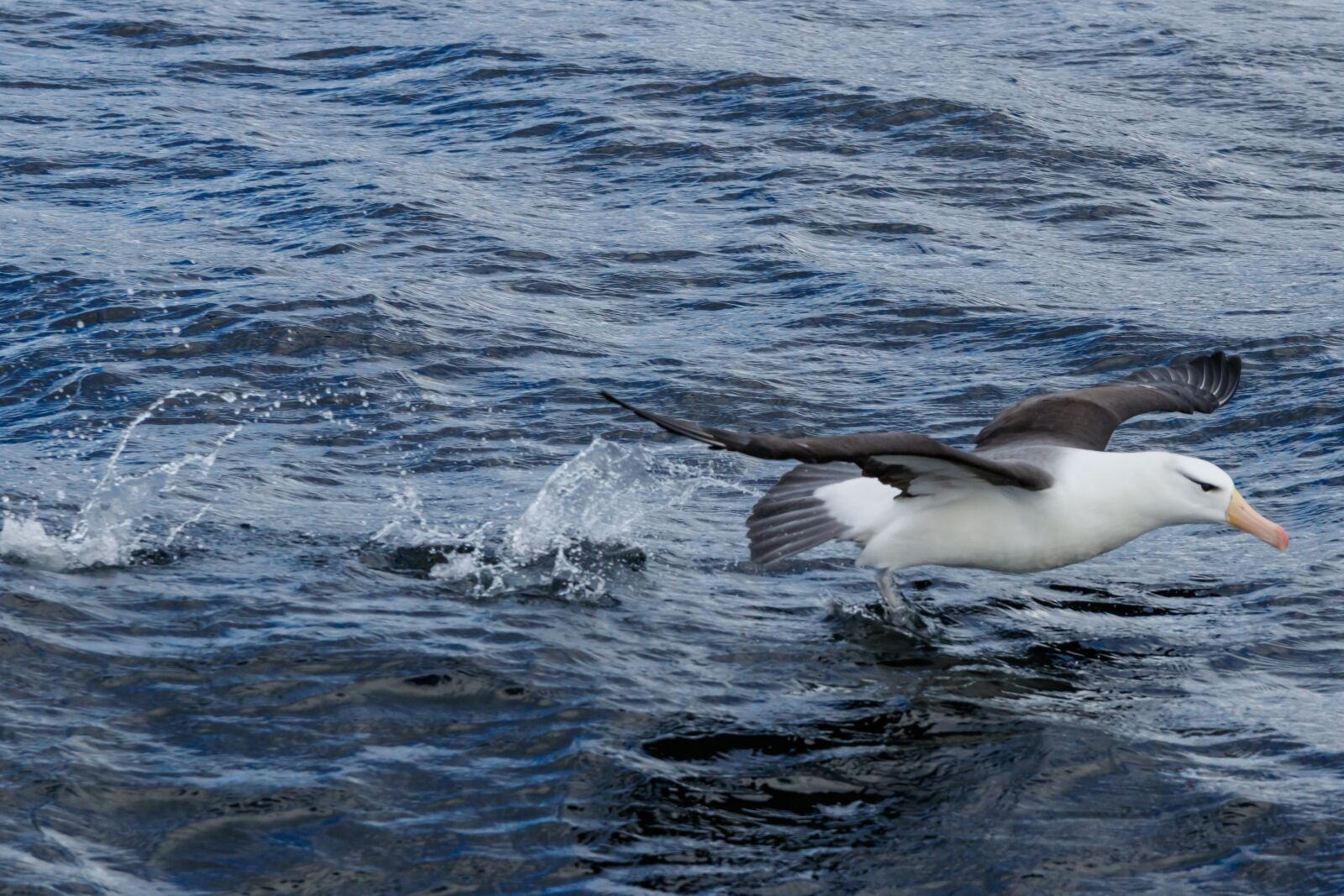 Canon EOS 80D sample photo. Black-browed albatros, seevogel, the photography