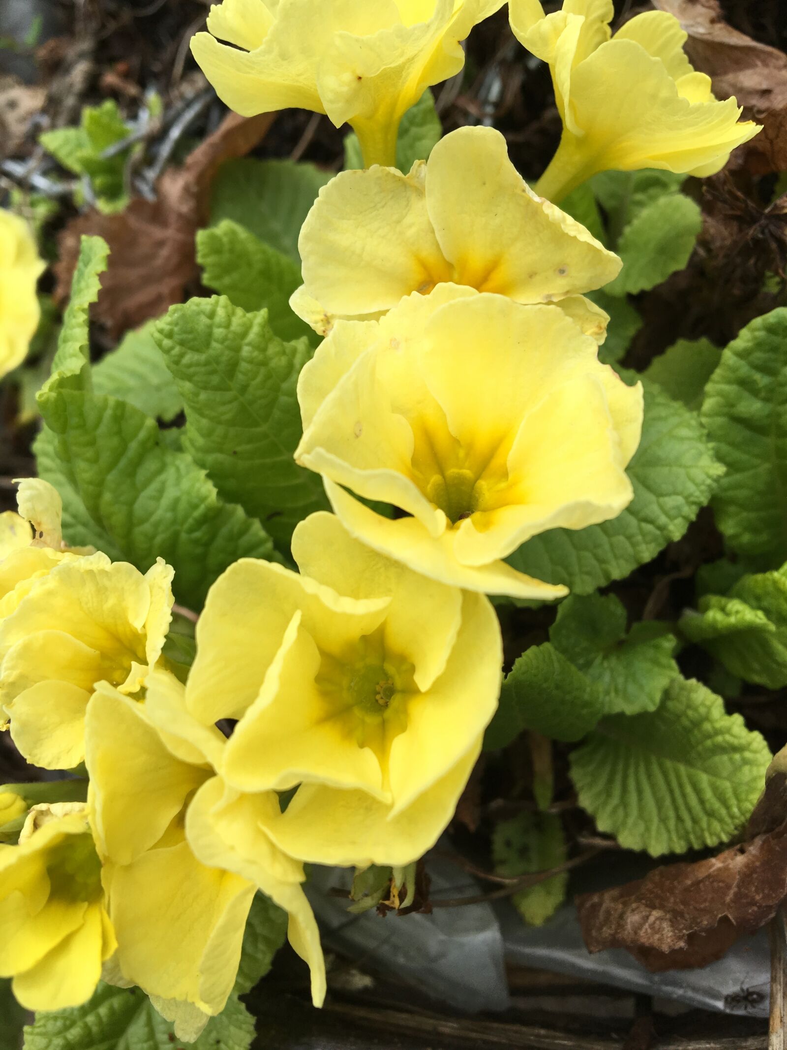 Apple iPhone 6s sample photo. Nature, flower, flora photography