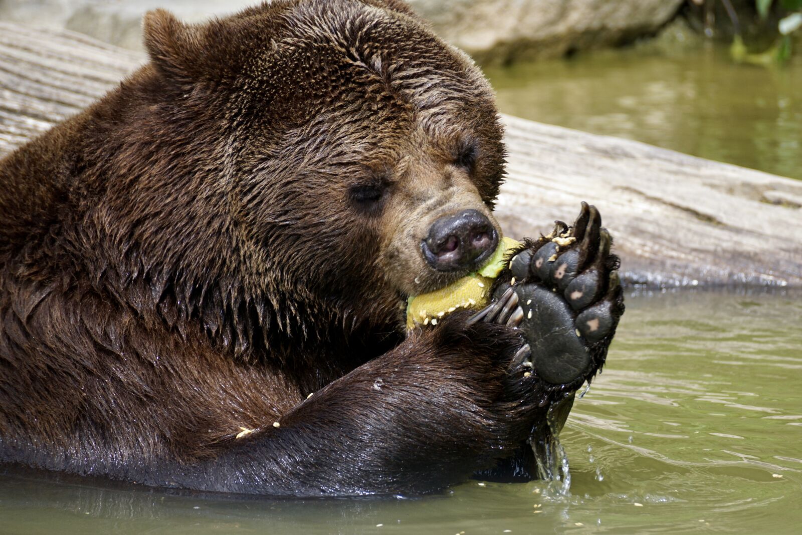 Sony DT 55-300mm F4.5-5.6 SAM sample photo. Bear, brown bear, animals photography