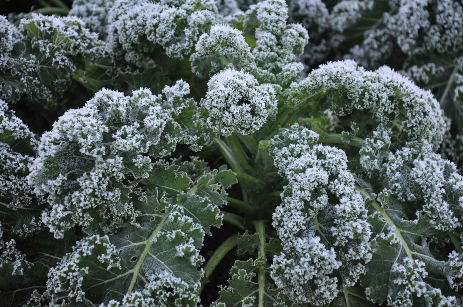 Nikon D90 sample photo. Winter, plant, garden photography