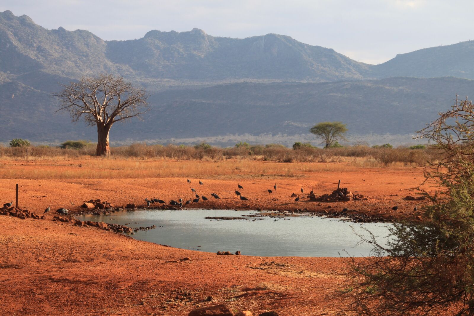Canon EOS 500D (EOS Rebel T1i / EOS Kiss X3) sample photo. Kenya, tsavo west, water photography