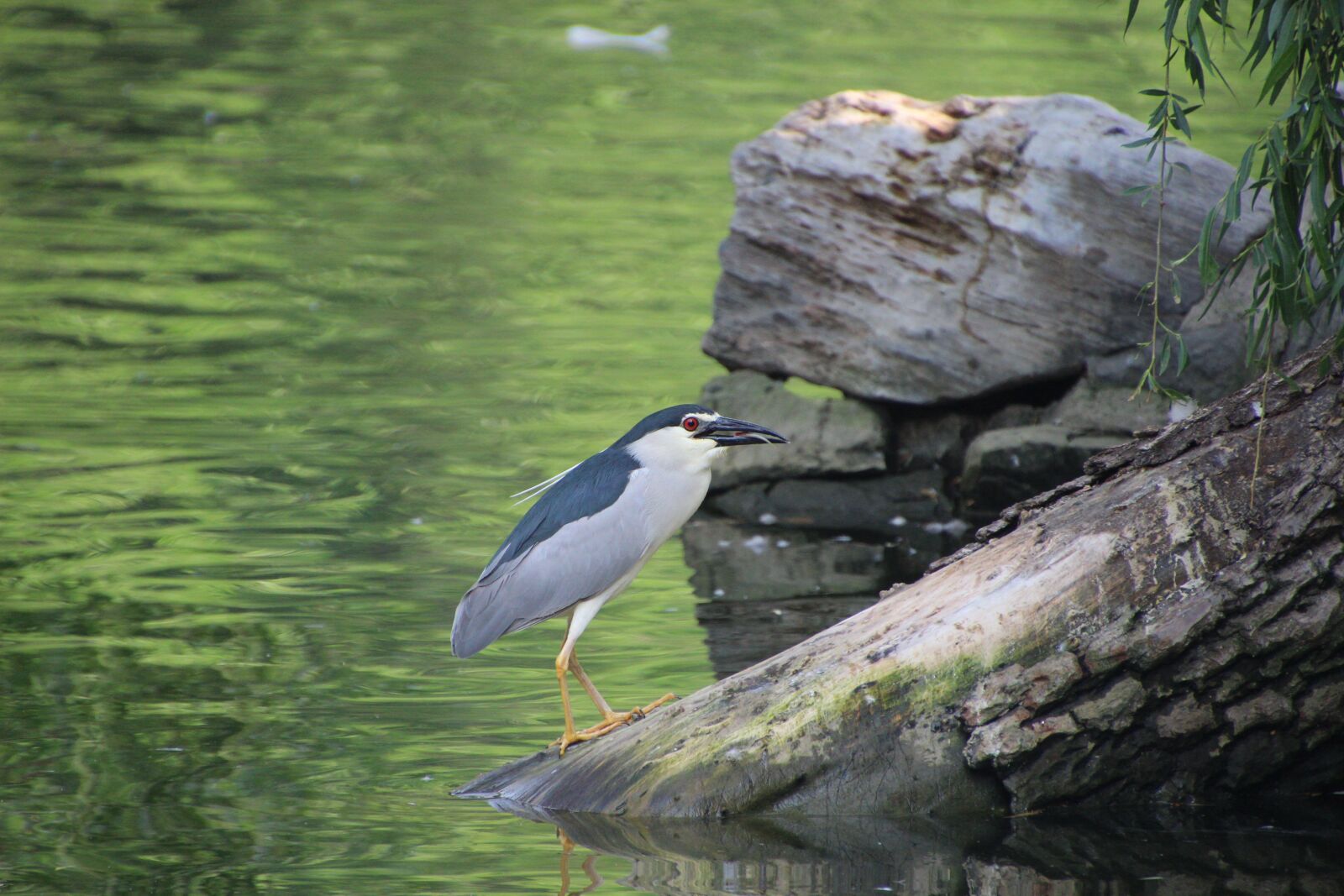 Canon EOS 600D (Rebel EOS T3i / EOS Kiss X5) sample photo. Night heron, bird, animal photography