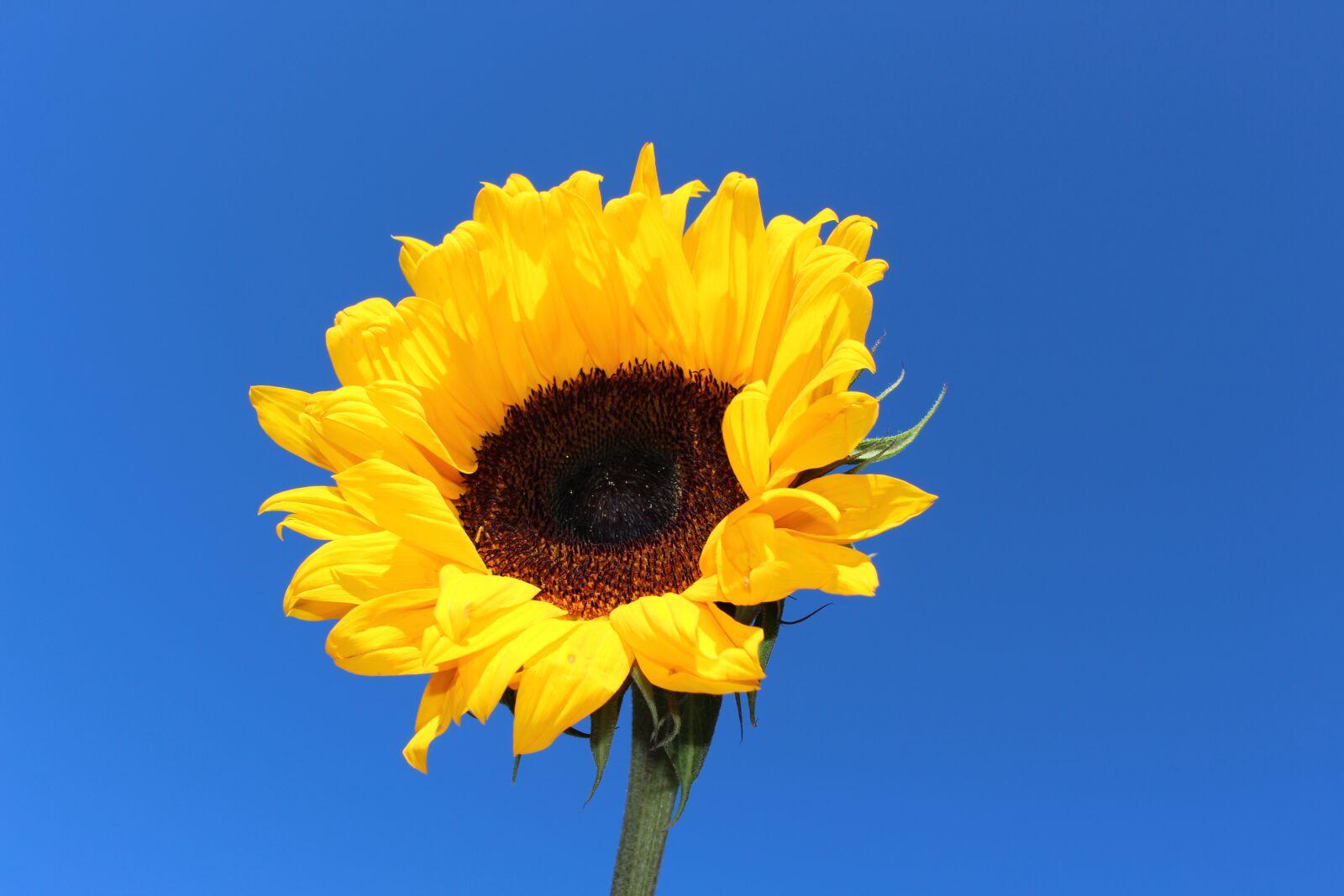 Canon EOS 700D (EOS Rebel T5i / EOS Kiss X7i) sample photo. Sunflower, yellow, flower photography