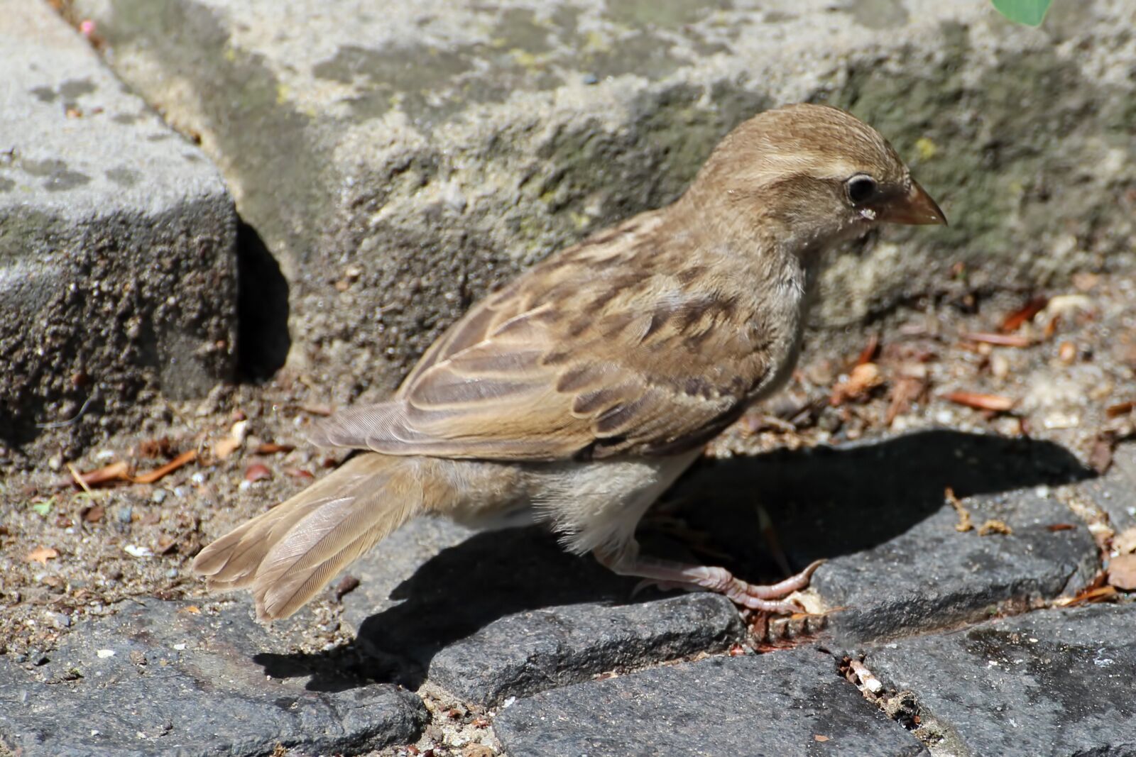 Canon EOS 600D (Rebel EOS T3i / EOS Kiss X5) sample photo. Sparrow, young sparrow, sperling photography