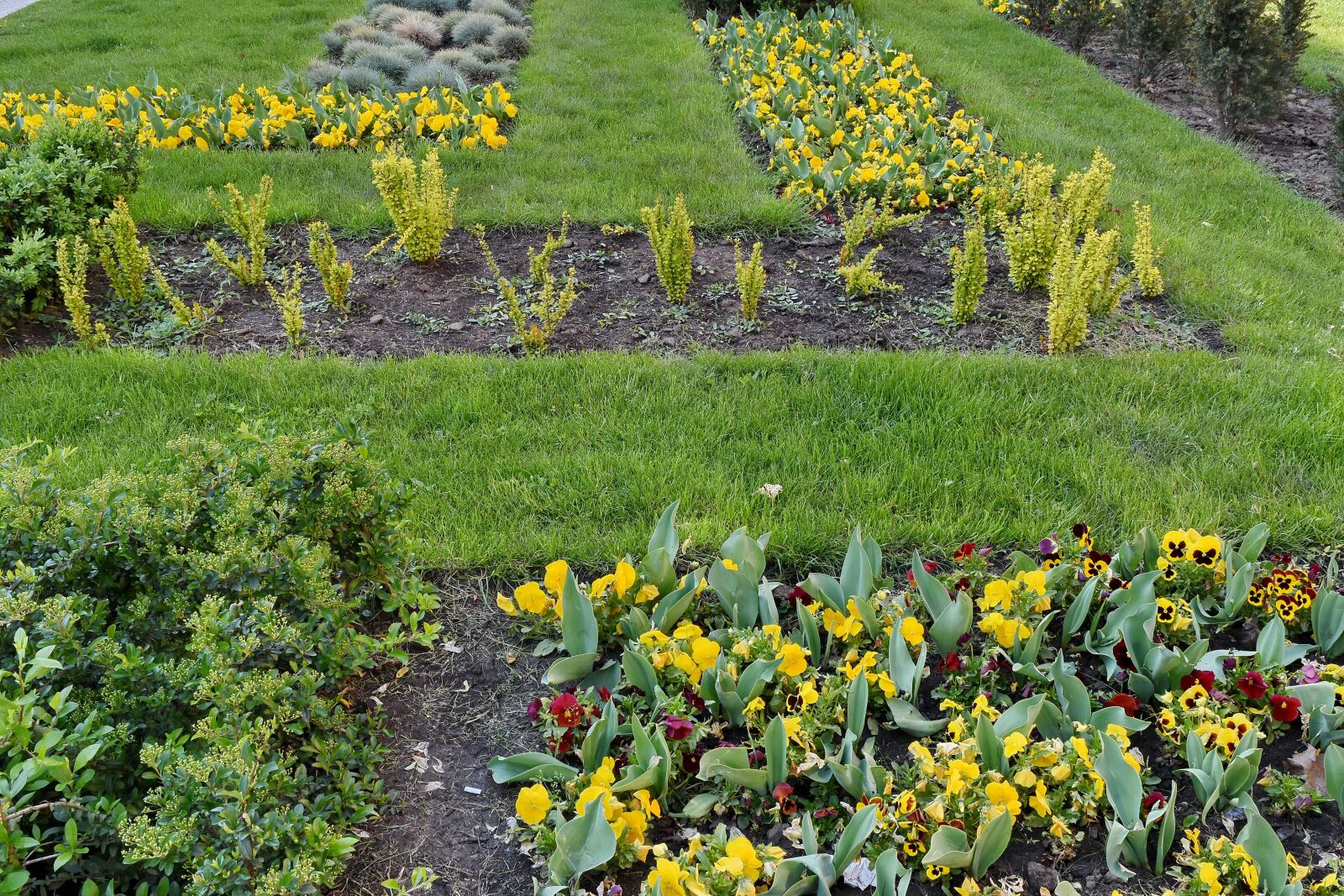 Nikon D5500 sample photo. Spring, field, flowers, herb photography