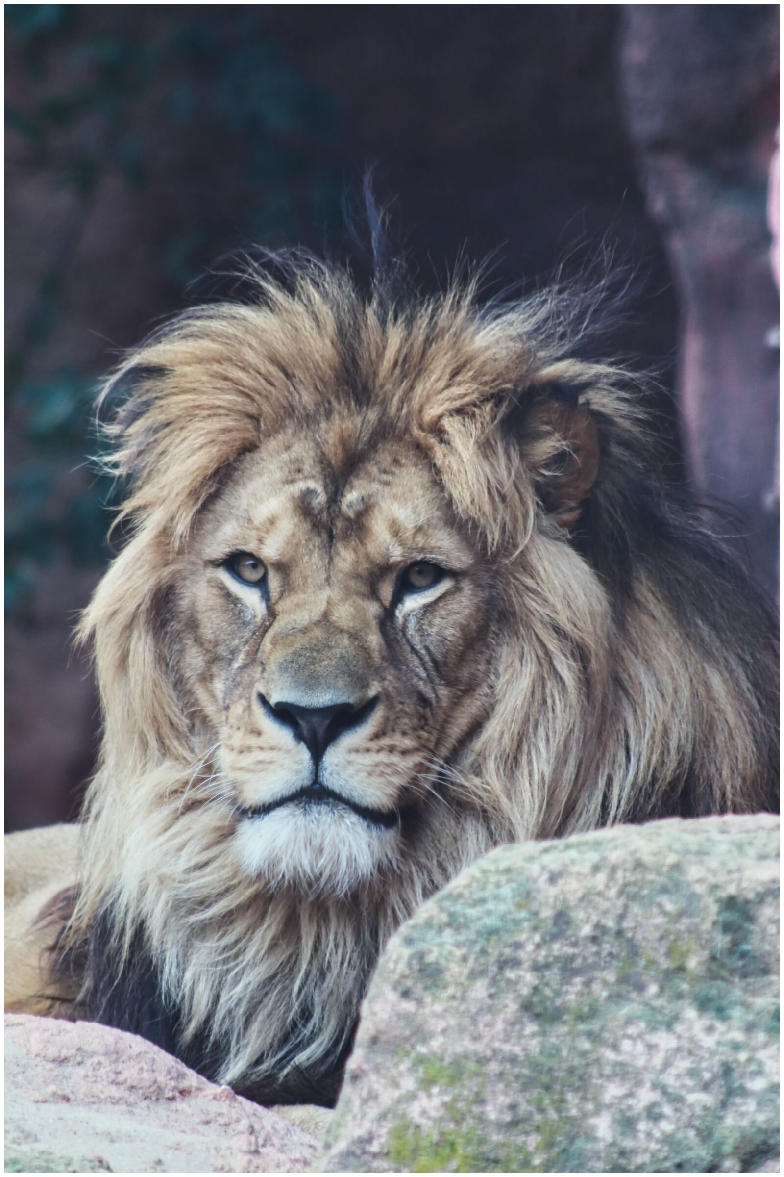 Canon EF75-300mm f/4-5.6 sample photo. Lion, view, big cat photography