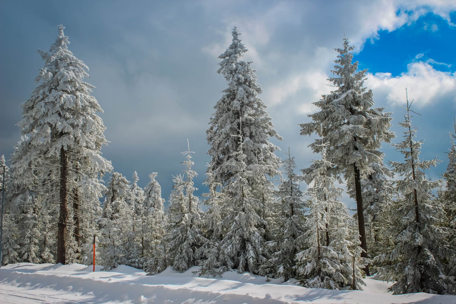 Canon EOS 100D (EOS Rebel SL1 / EOS Kiss X7) sample photo. Tree, snow, nature photography