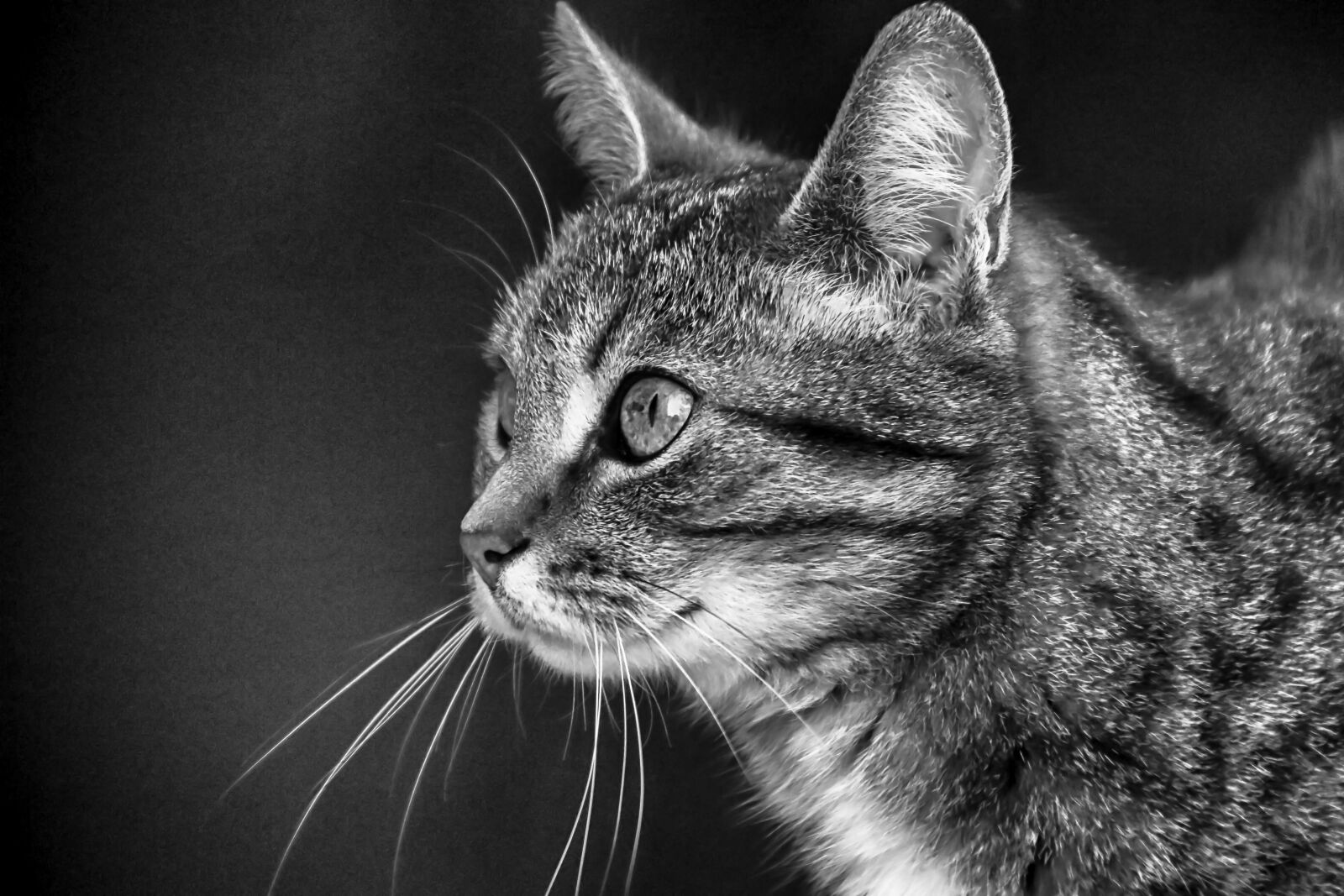 Canon EOS 70D sample photo. Animals, cat, portrait photography
