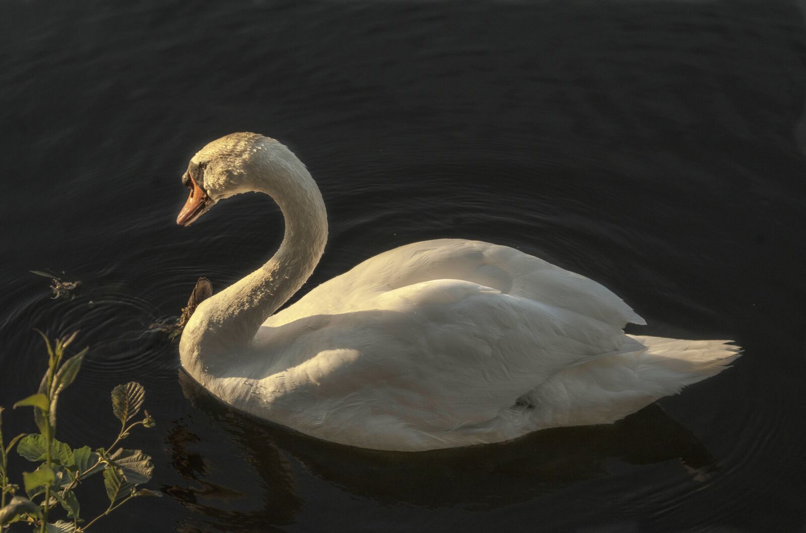 Pentax K-50 sample photo. Swan, calm, water photography