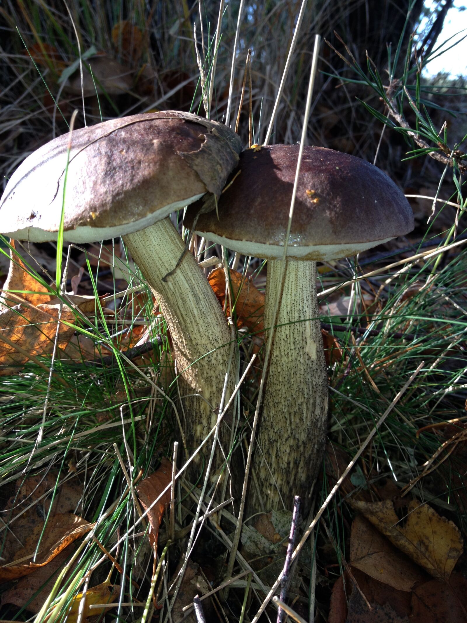 iPhone 4S back camera 4.28mm f/2.4 sample photo. Mushrooms, autumn, forest photography