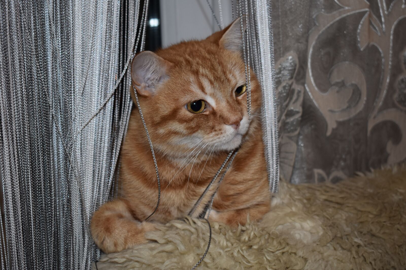 Nikon D3400 sample photo. Cat, redhead, sitting photography