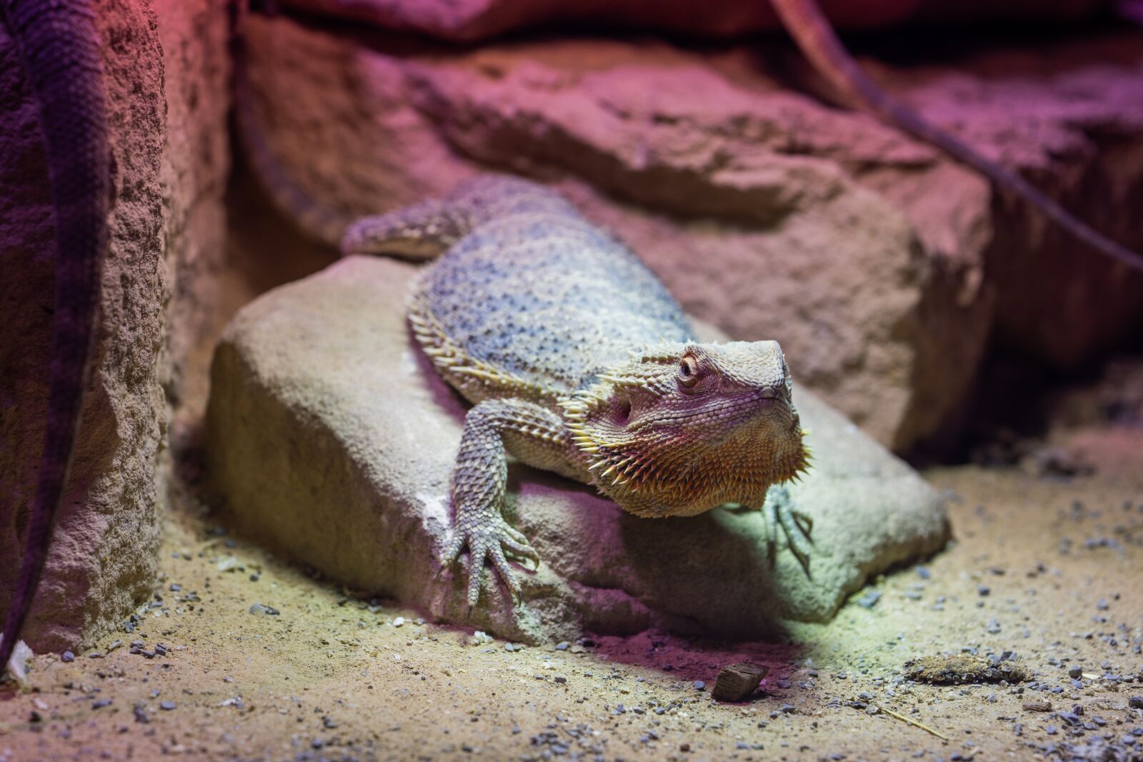 Sony a7R II + Sony FE 90mm F2.8 Macro G OSS sample photo. Lizard, scaly, reptile photography