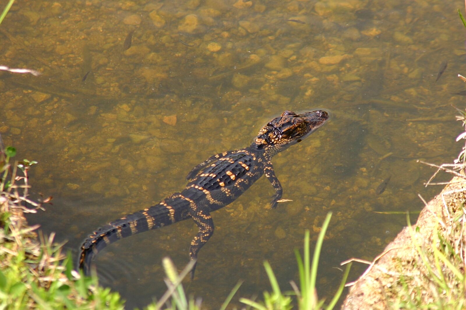 Canon EOS 300D (EOS Digital Rebel / EOS Kiss Digital) sample photo. Usa, florida, everglades photography