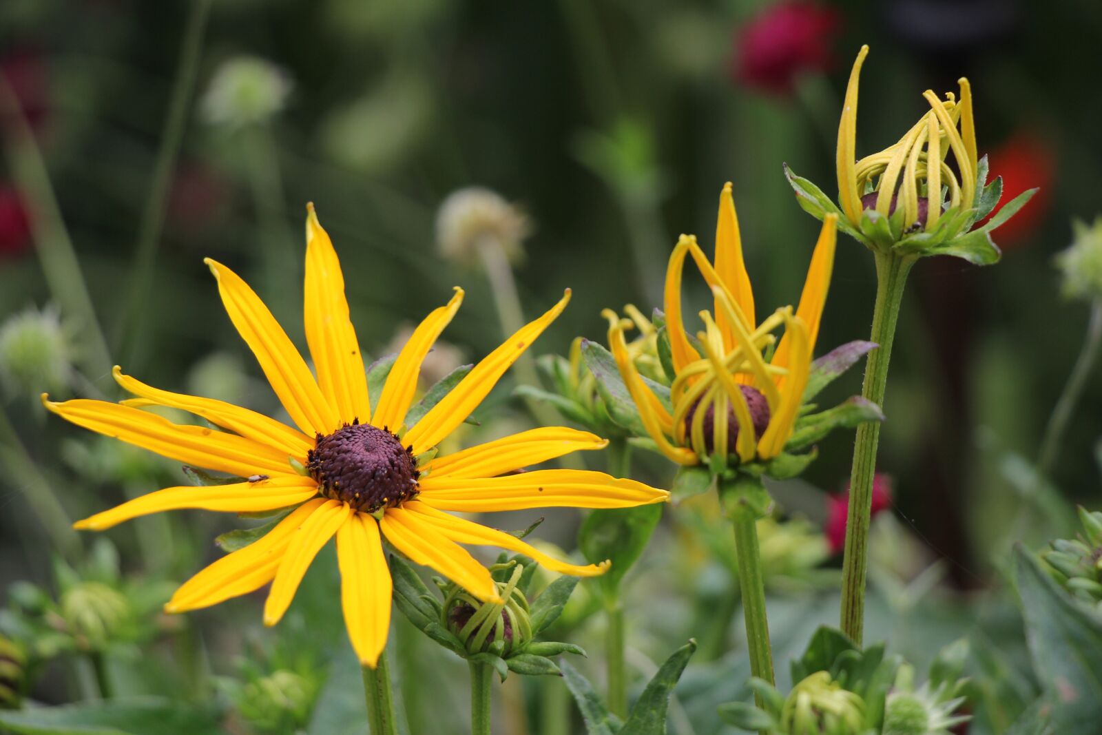 Canon EF-S 18-135mm F3.5-5.6 IS USM sample photo. Flower, yellow, nature photography