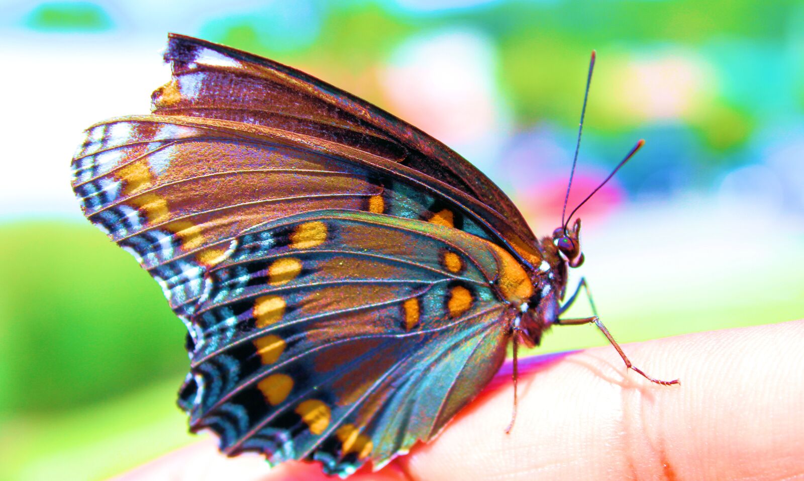 Canon EOS 600D (Rebel EOS T3i / EOS Kiss X5) sample photo. Colorful, butterfly, insect photography