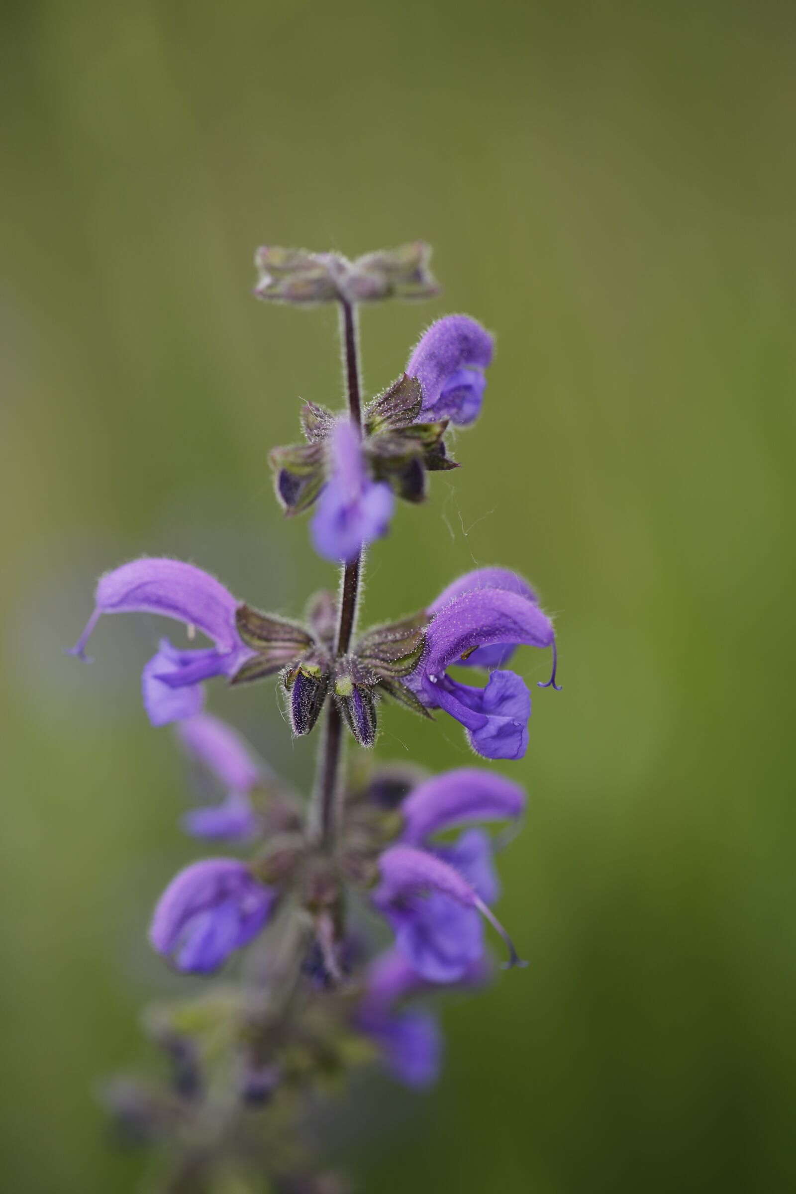 Canon EF 100mm F2.8L Macro IS USM sample photo. Flower, meadow, spring photography