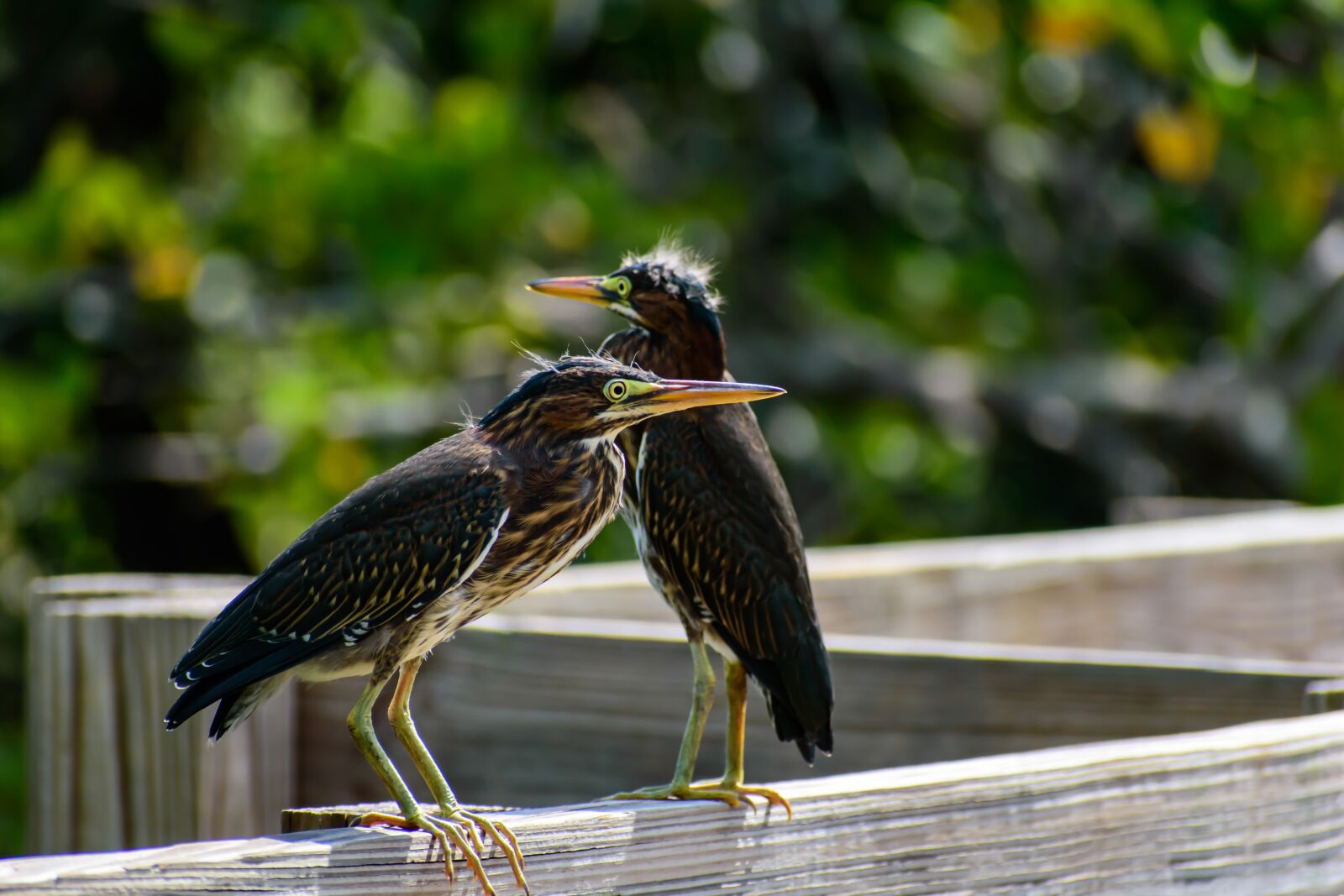Nikon D3500 sample photo. Bird, green, animal photography