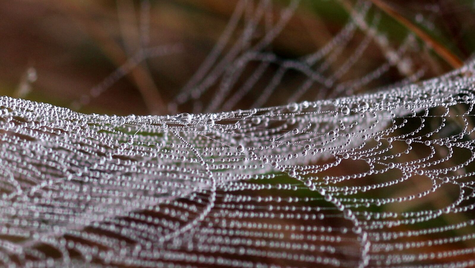 Canon EOS 700D (EOS Rebel T5i / EOS Kiss X7i) + Canon EF 85mm F1.8 USM sample photo. Spider web, drops, dew photography